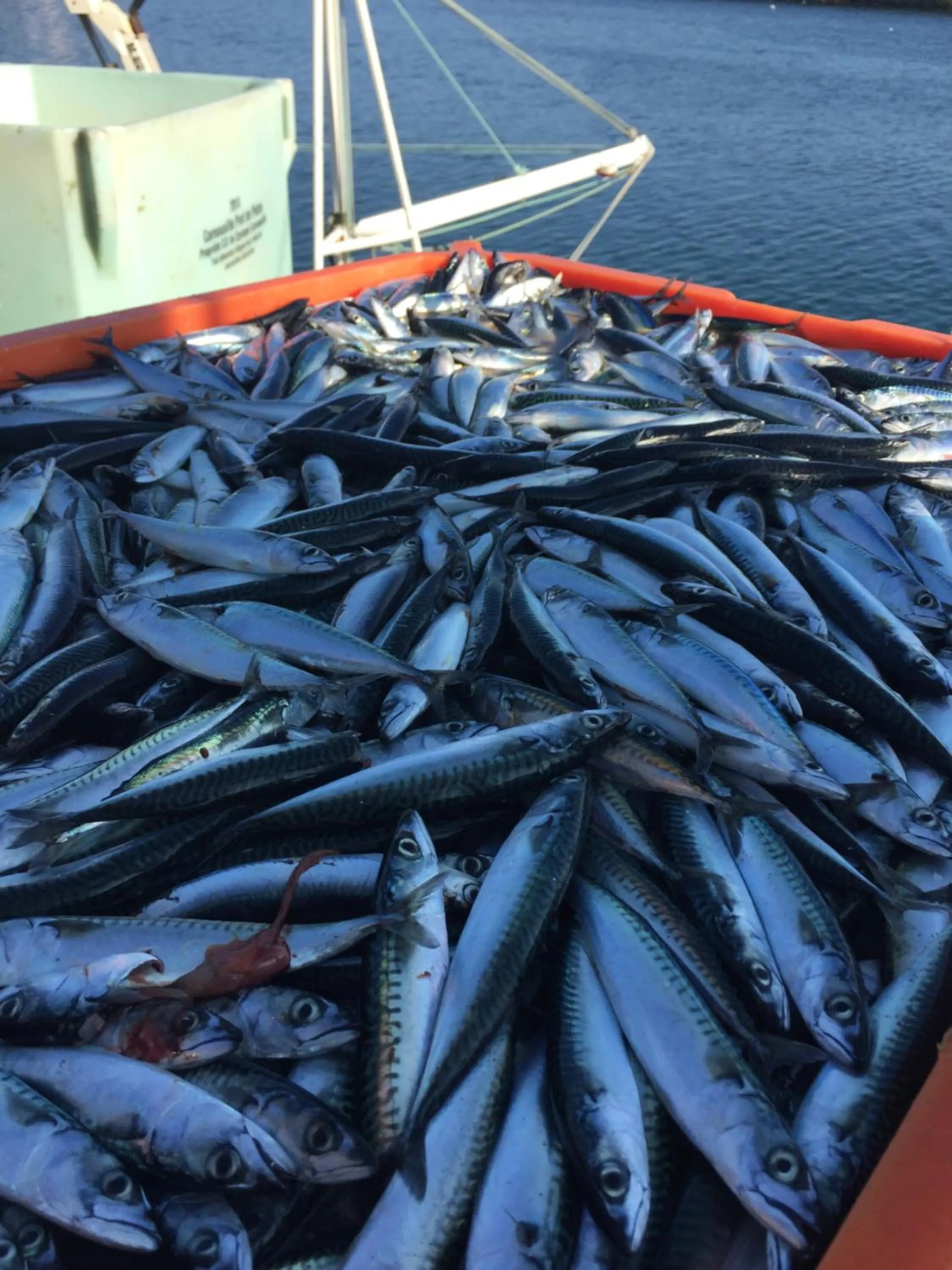 Appartement Design IV - Port du Rosmeur - Douarnenez