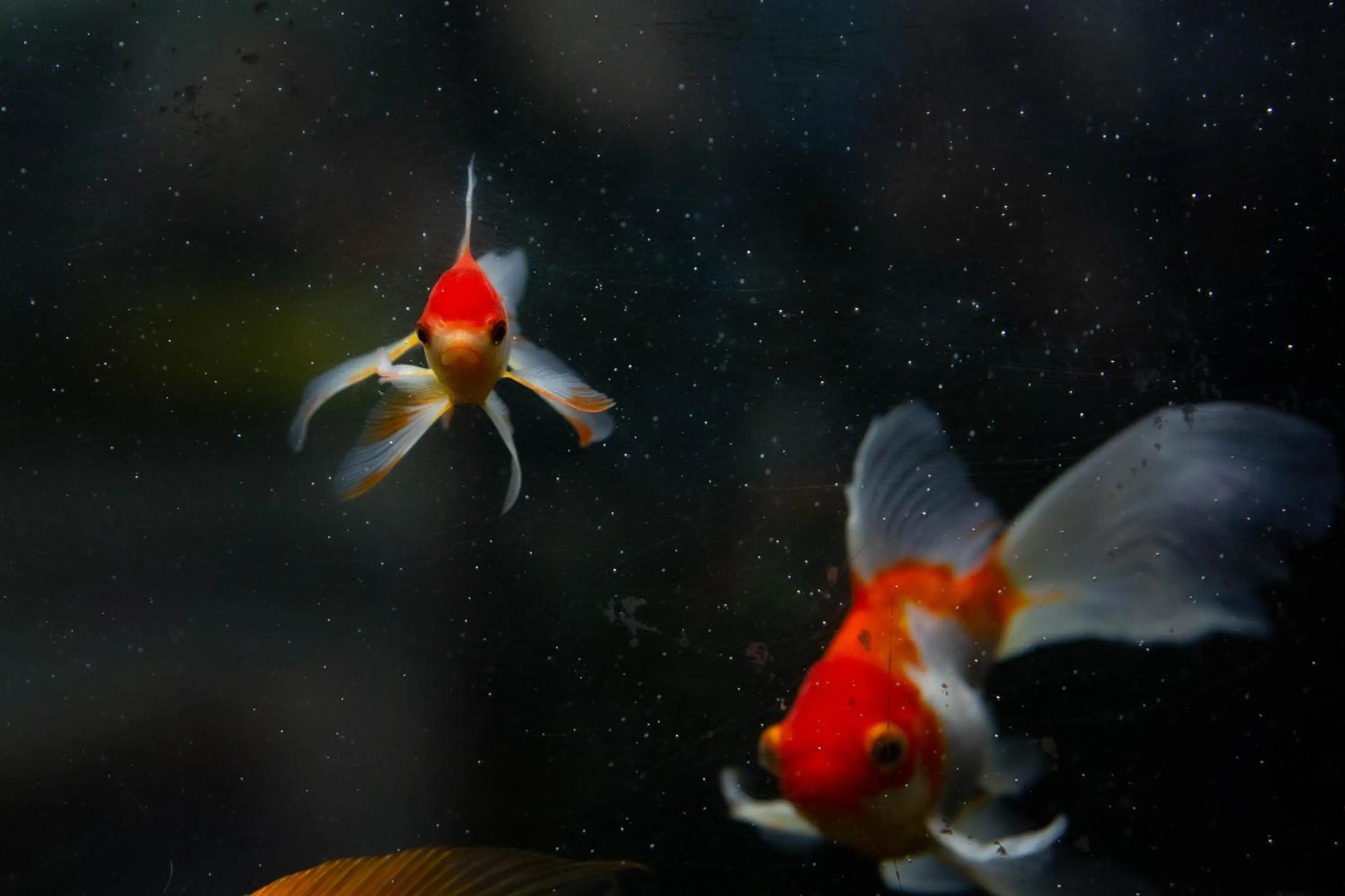 Animals in Hotel Vila Mar