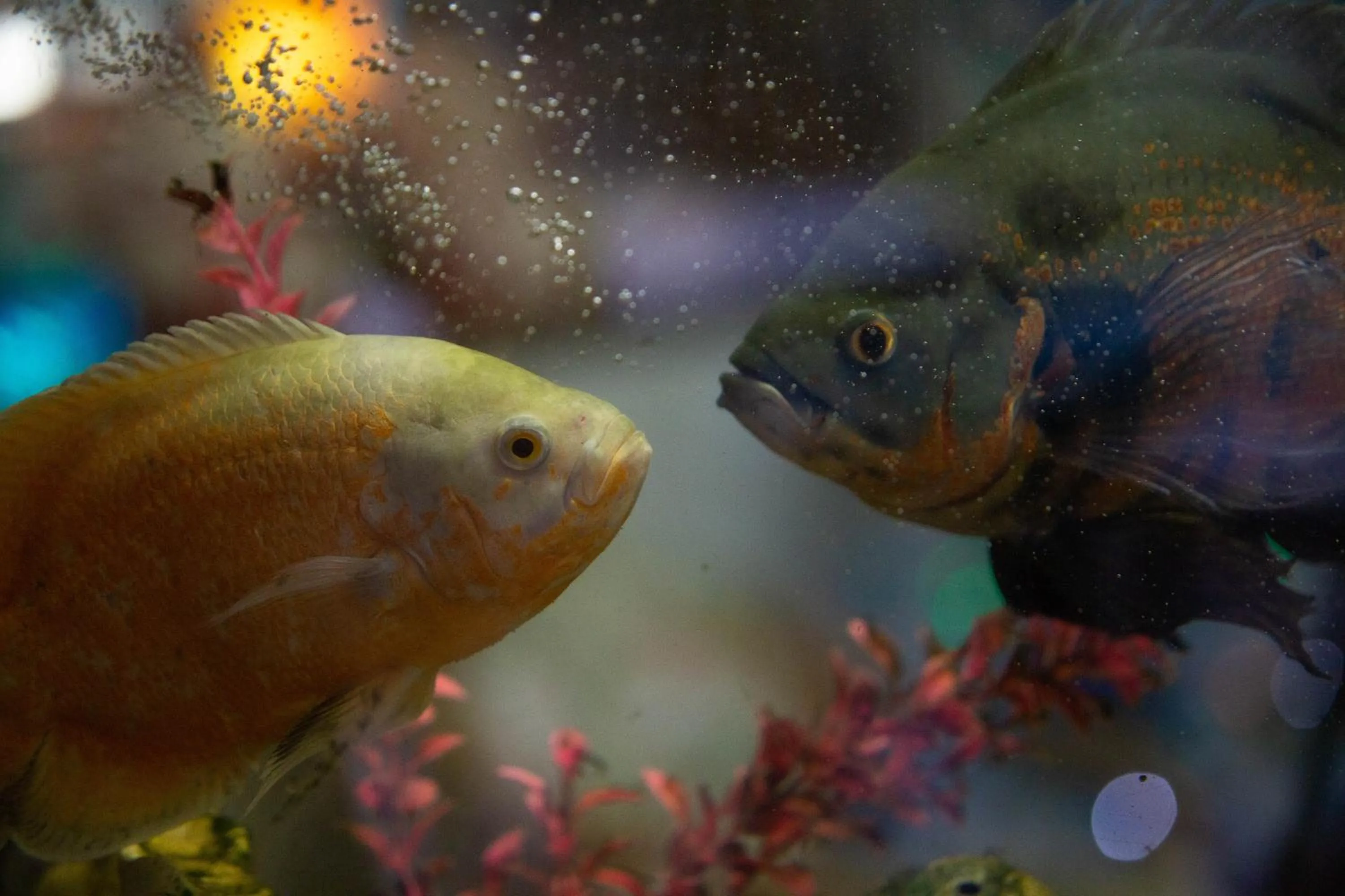 Animals in Hotel Vila Mar