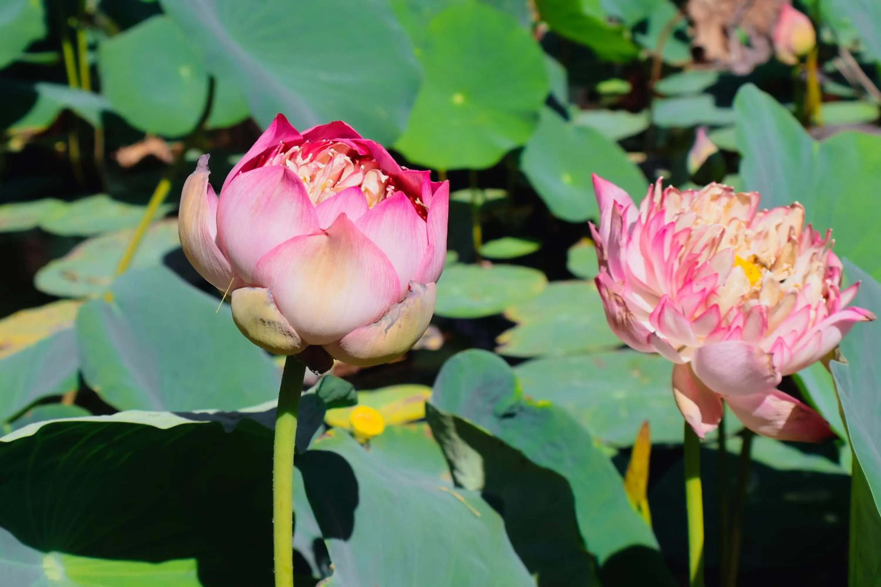 Garden in TTC Resort Ninh Thuan - Unlimited Access to Water Park