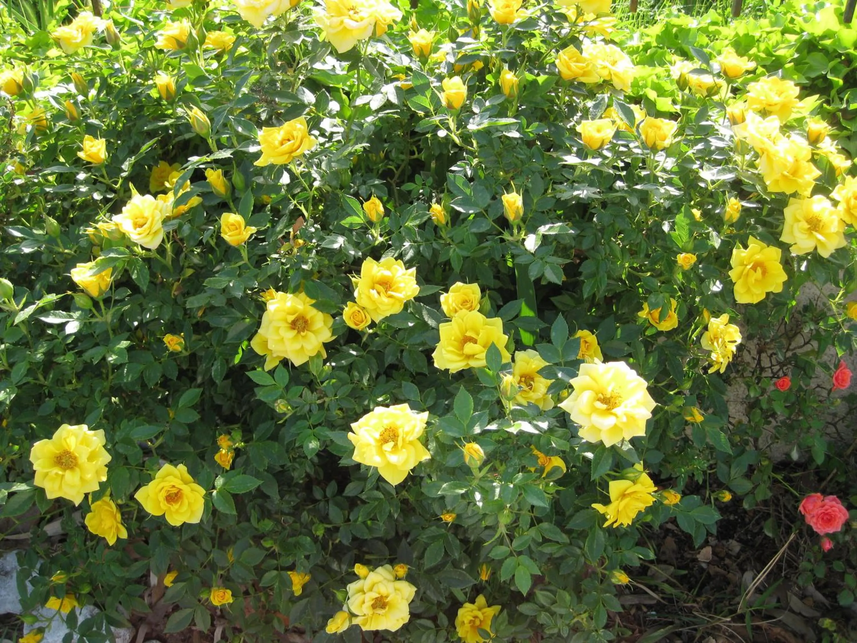 Garden in Le Due Sorelle