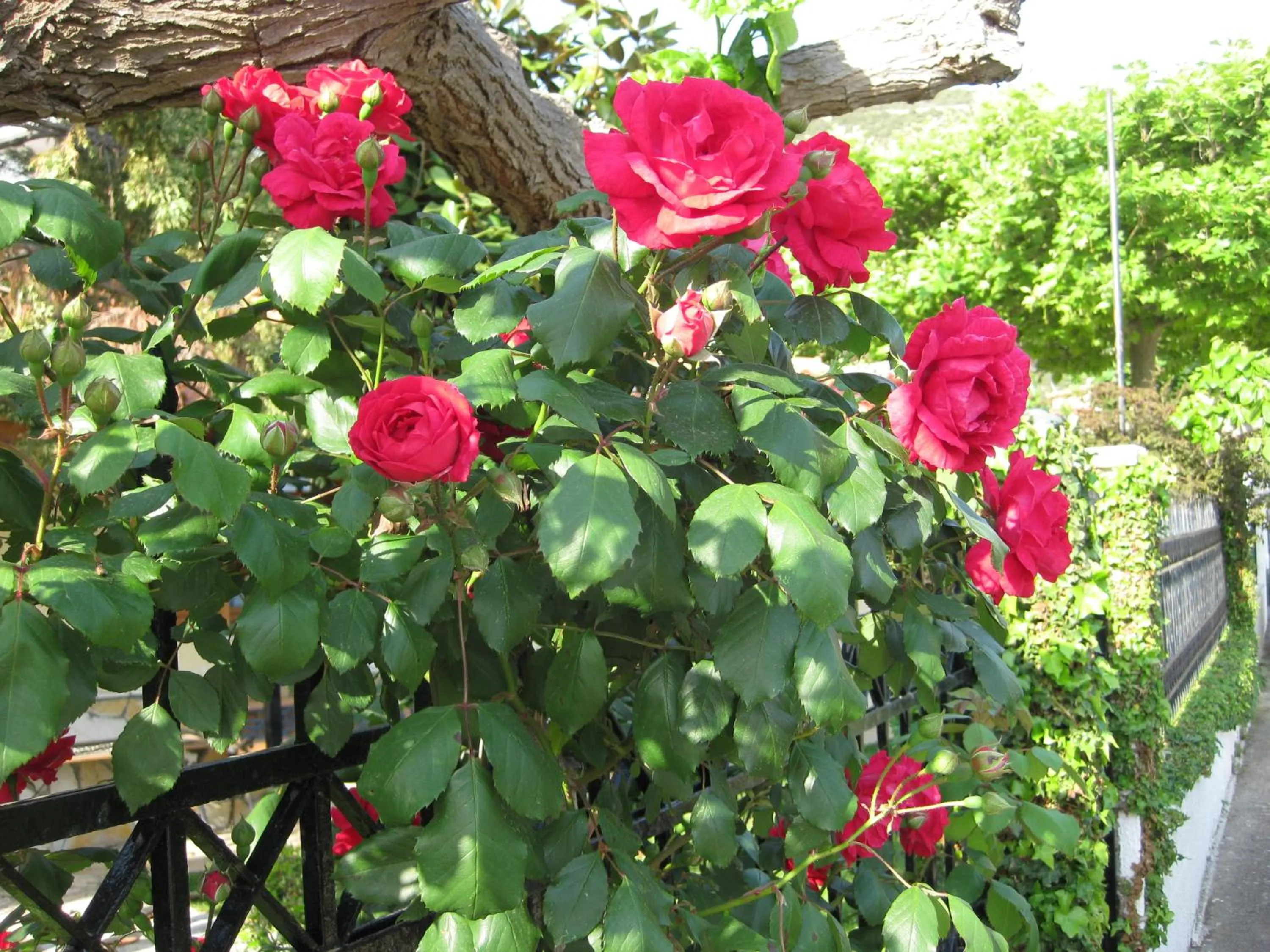 Garden in Le Due Sorelle