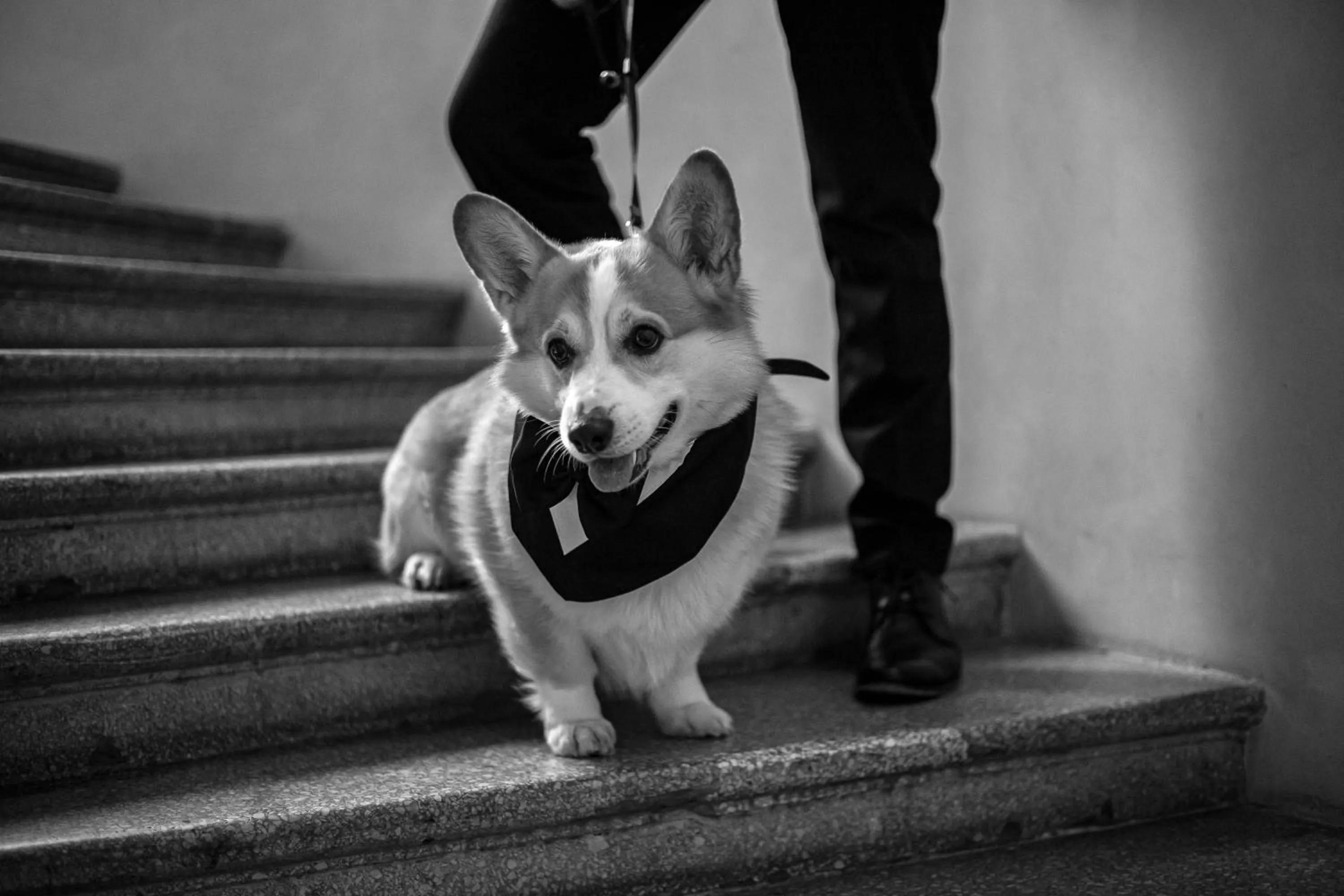 Pets in St Palace Hotel