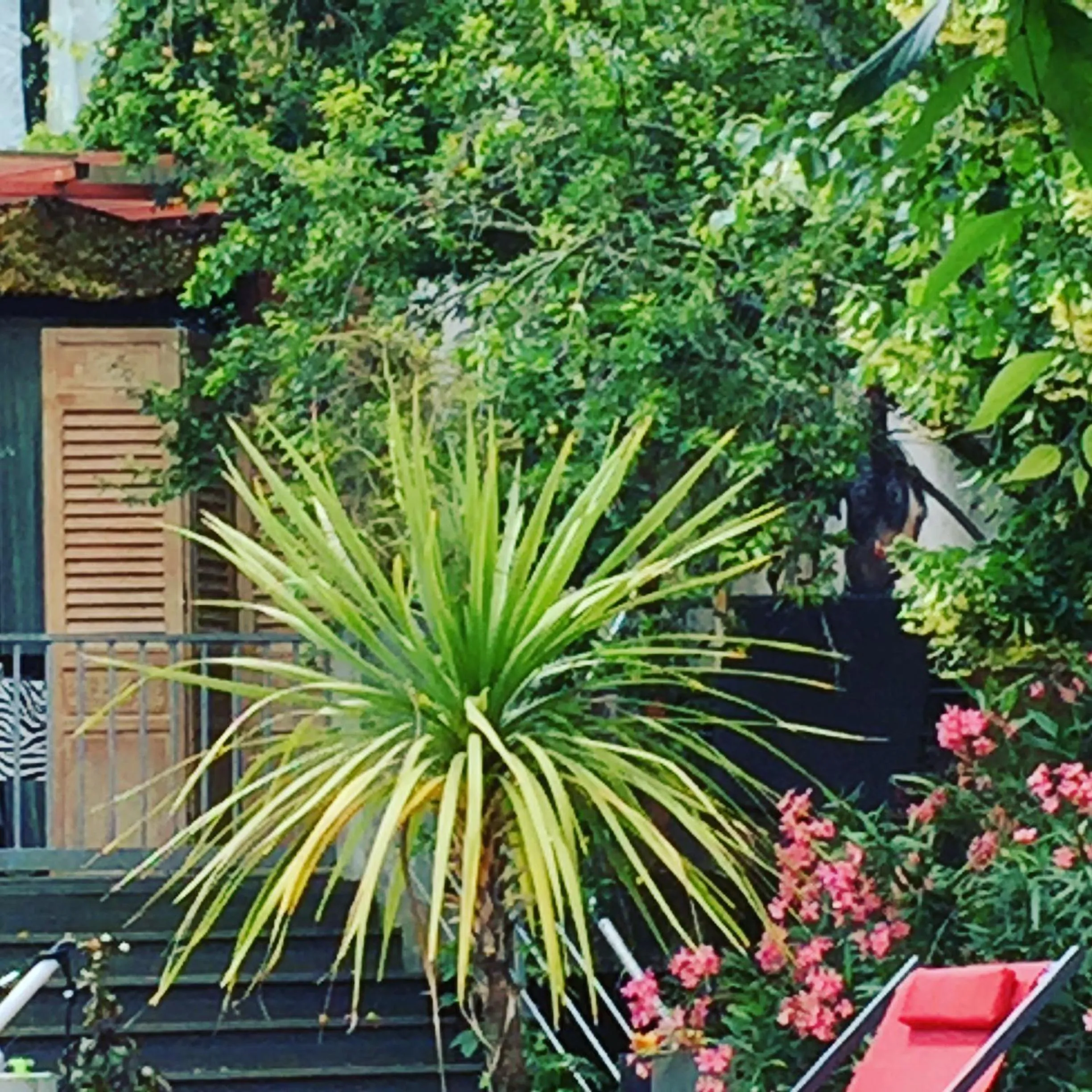 Garden in Bed and Breakfast Shandita