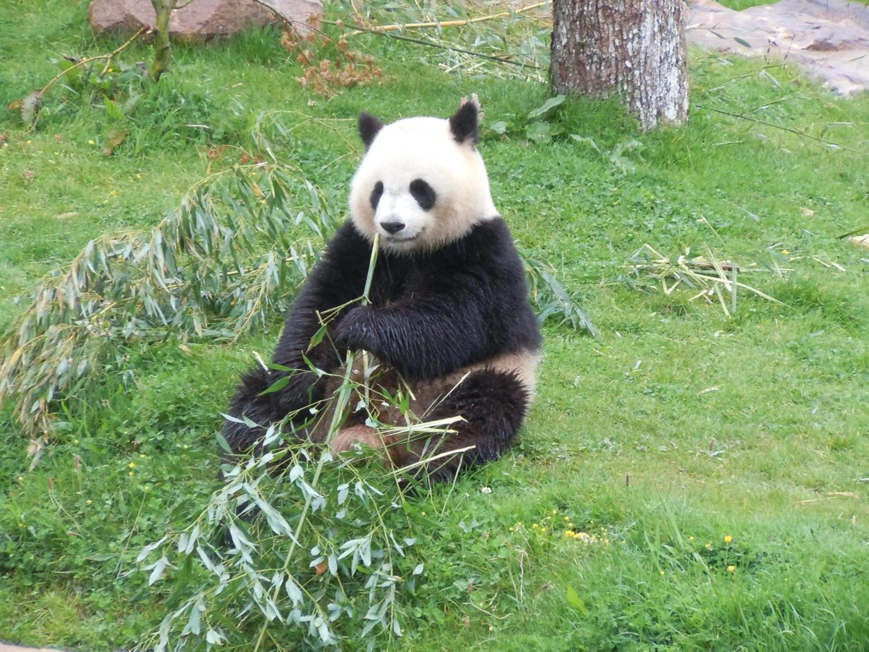 Animals in La Croix Blanche