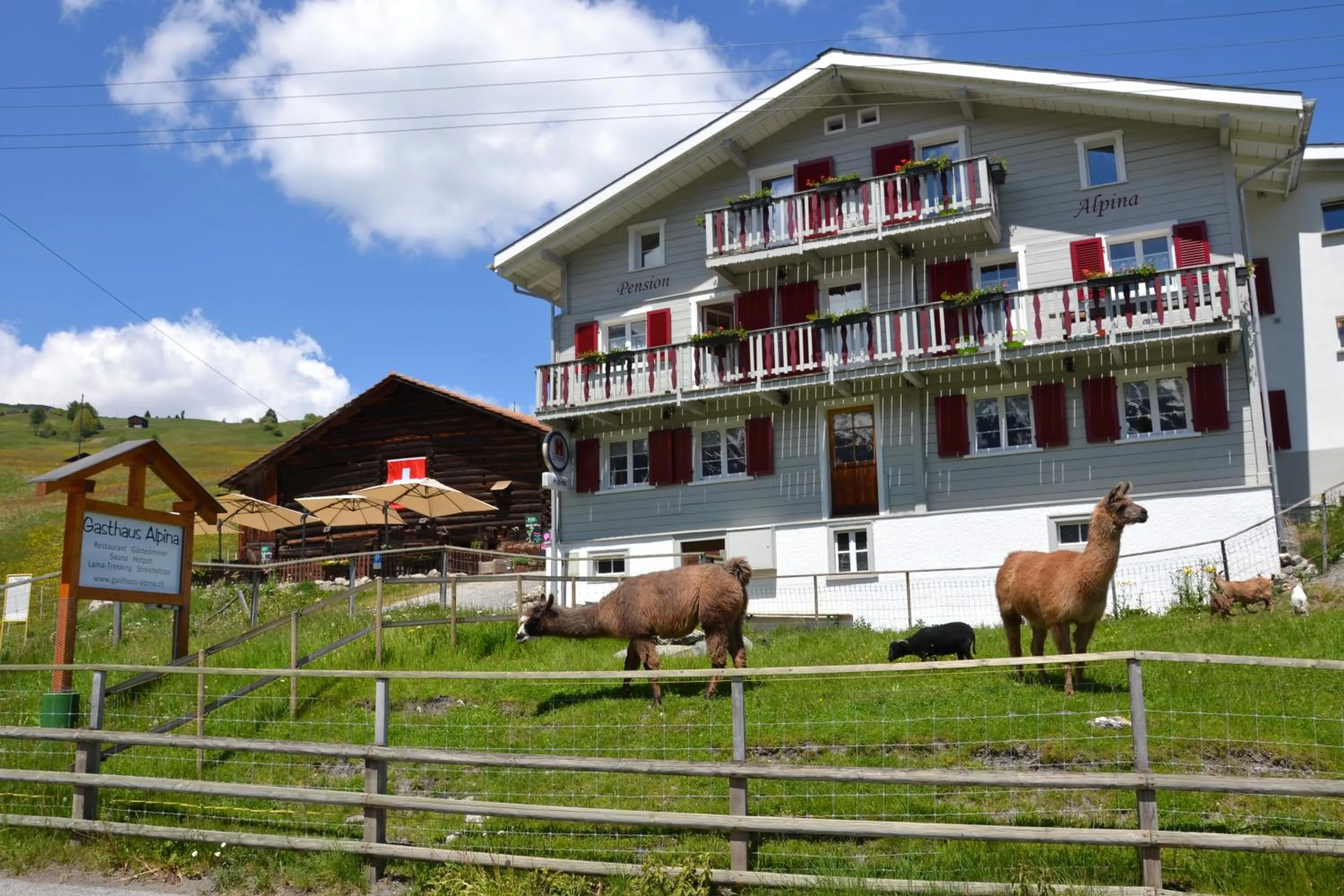 Animals in Gasthaus Alpina
