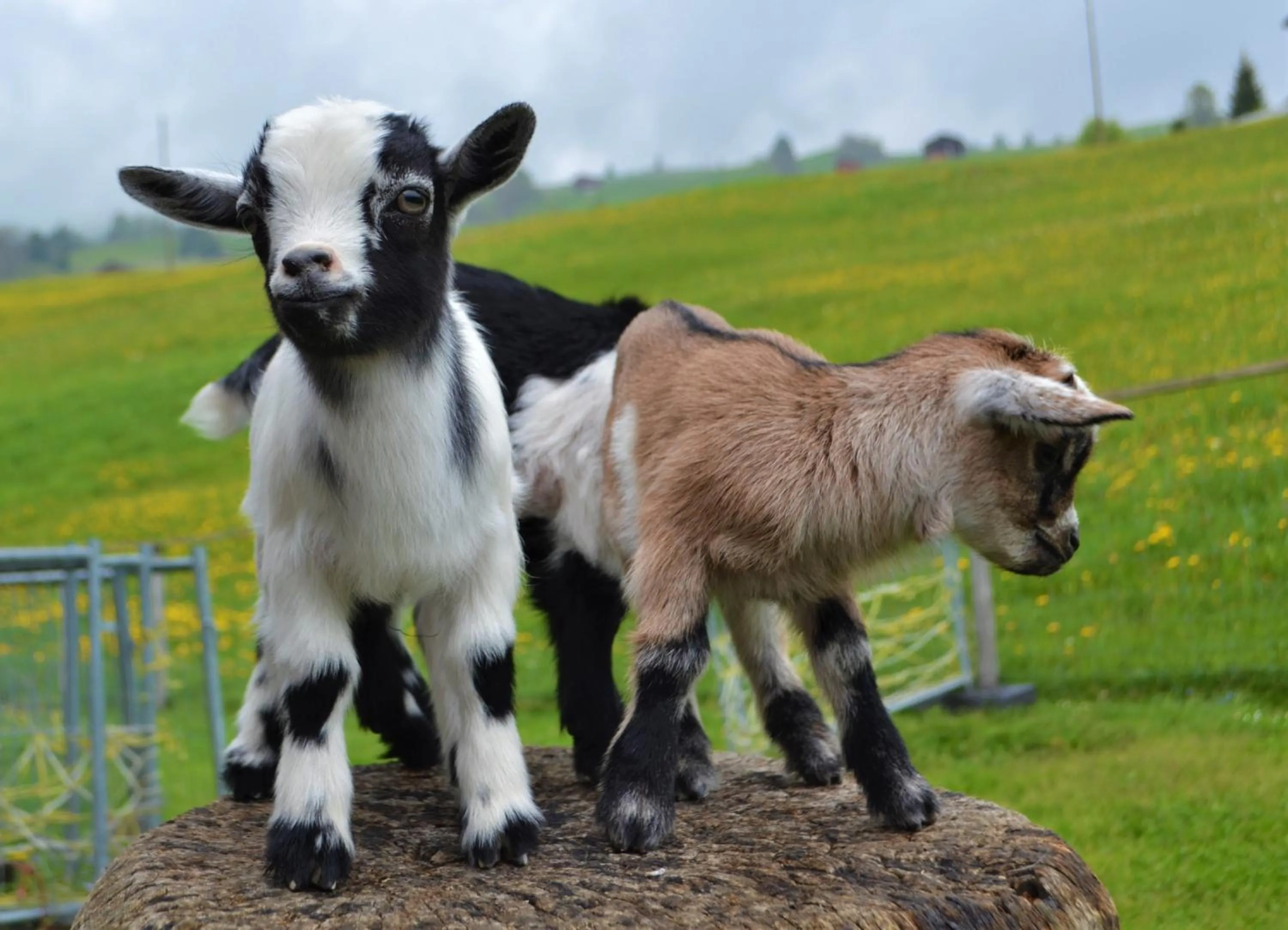 Animals in Gasthaus Alpina