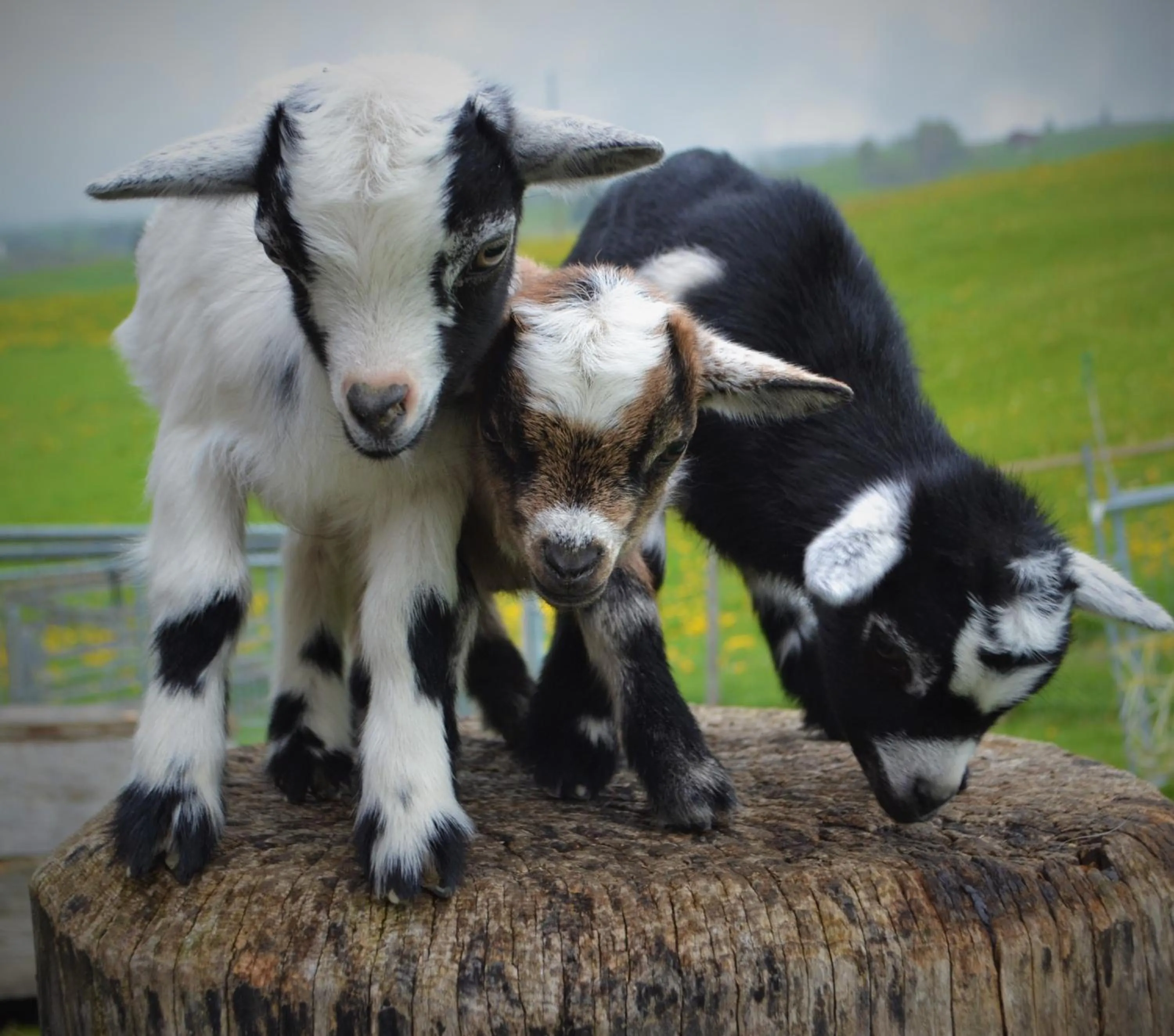 Garden in Gasthaus Alpina