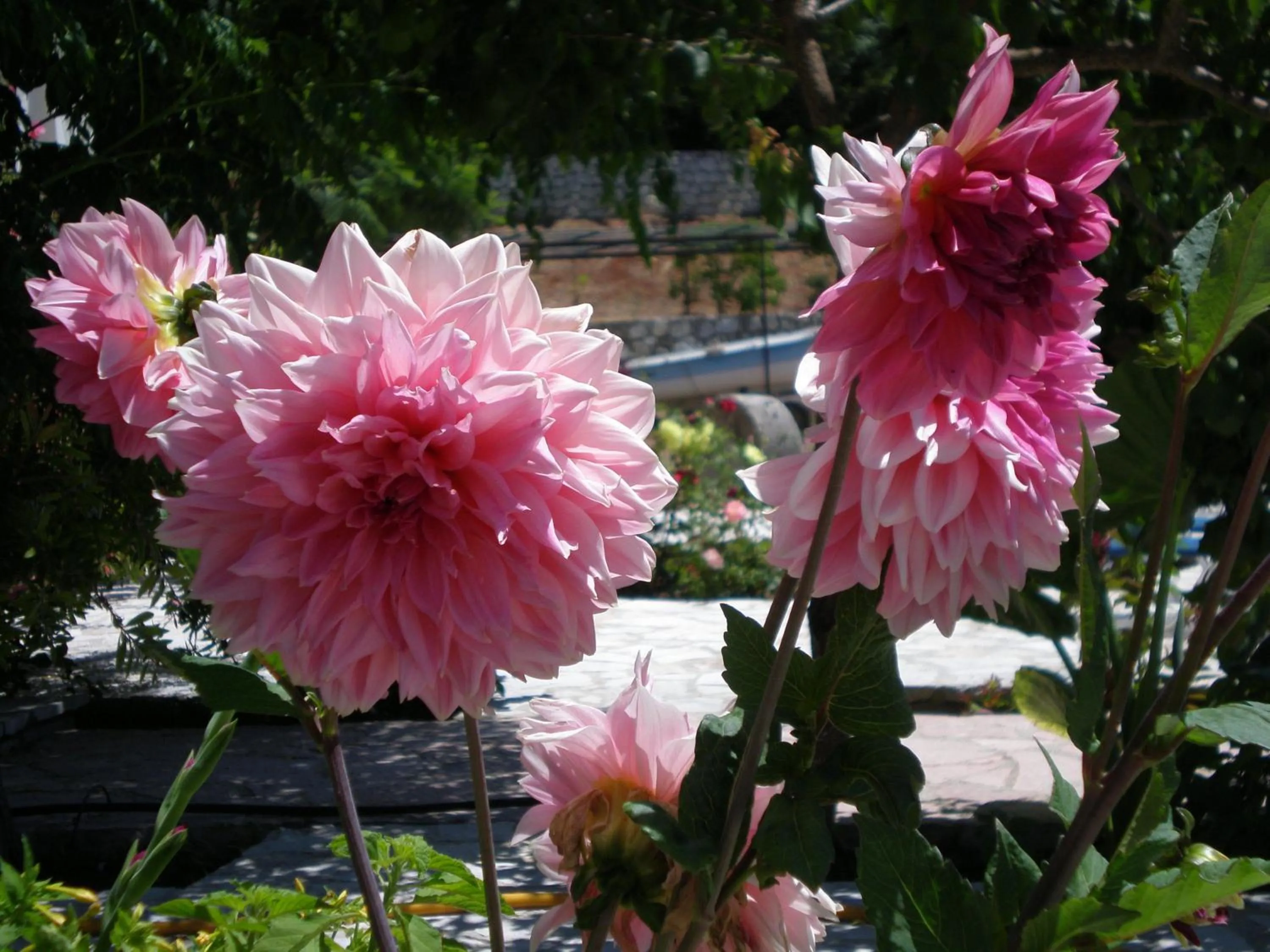Garden in Panoramic Sunset