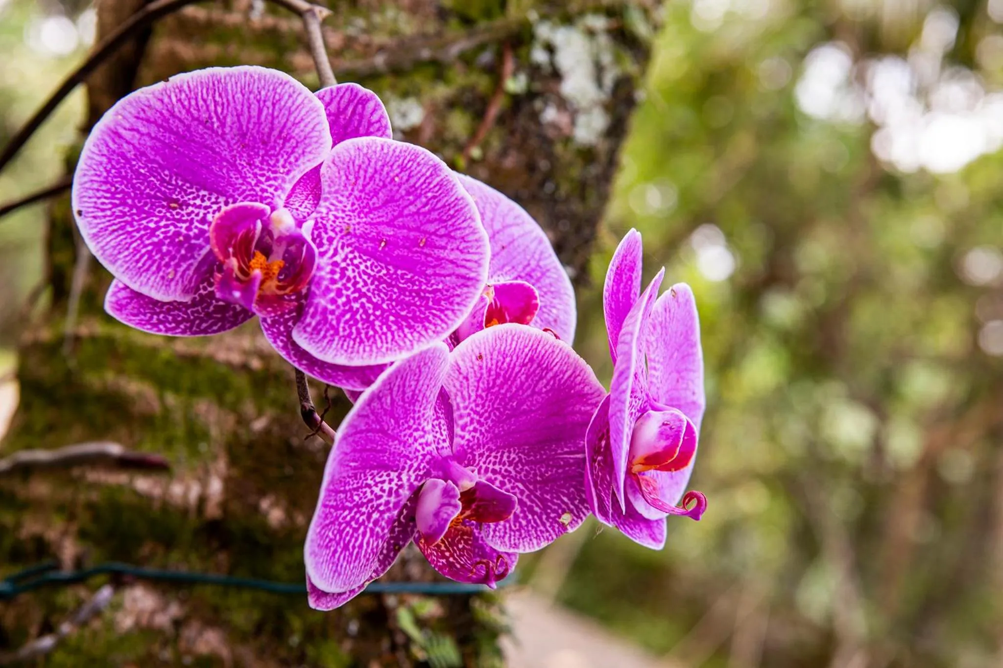 Garden in Hotel Praia do Portinho