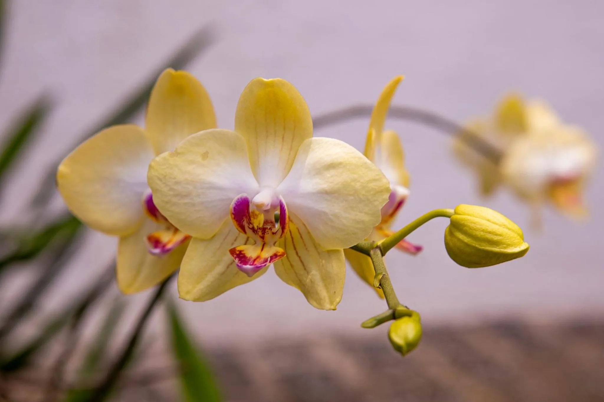 Garden in Hotel Praia do Portinho