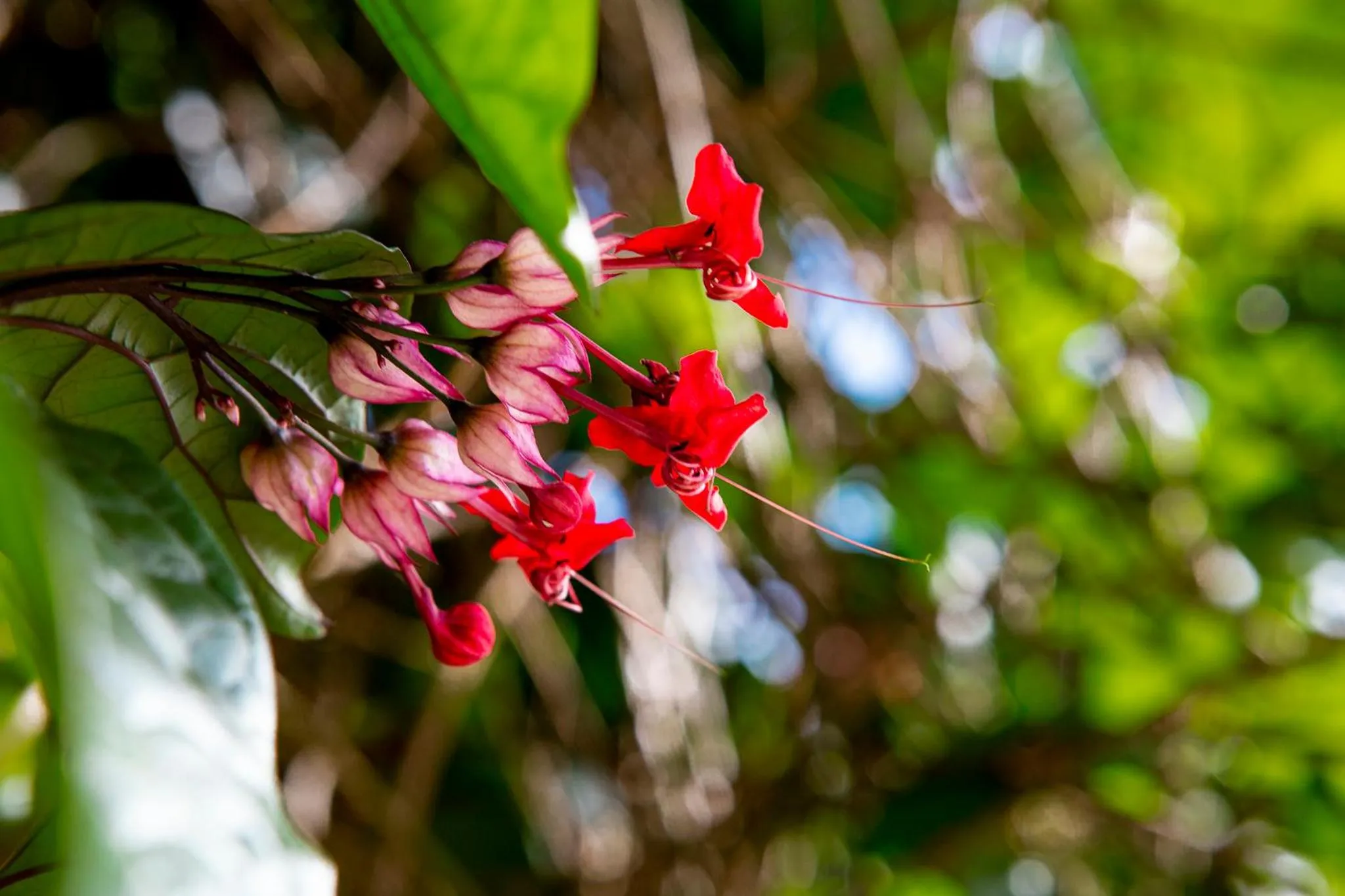 Garden in Hotel Praia do Portinho