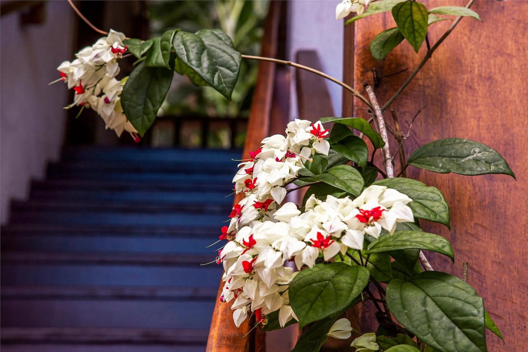 Garden in Hotel Praia do Portinho