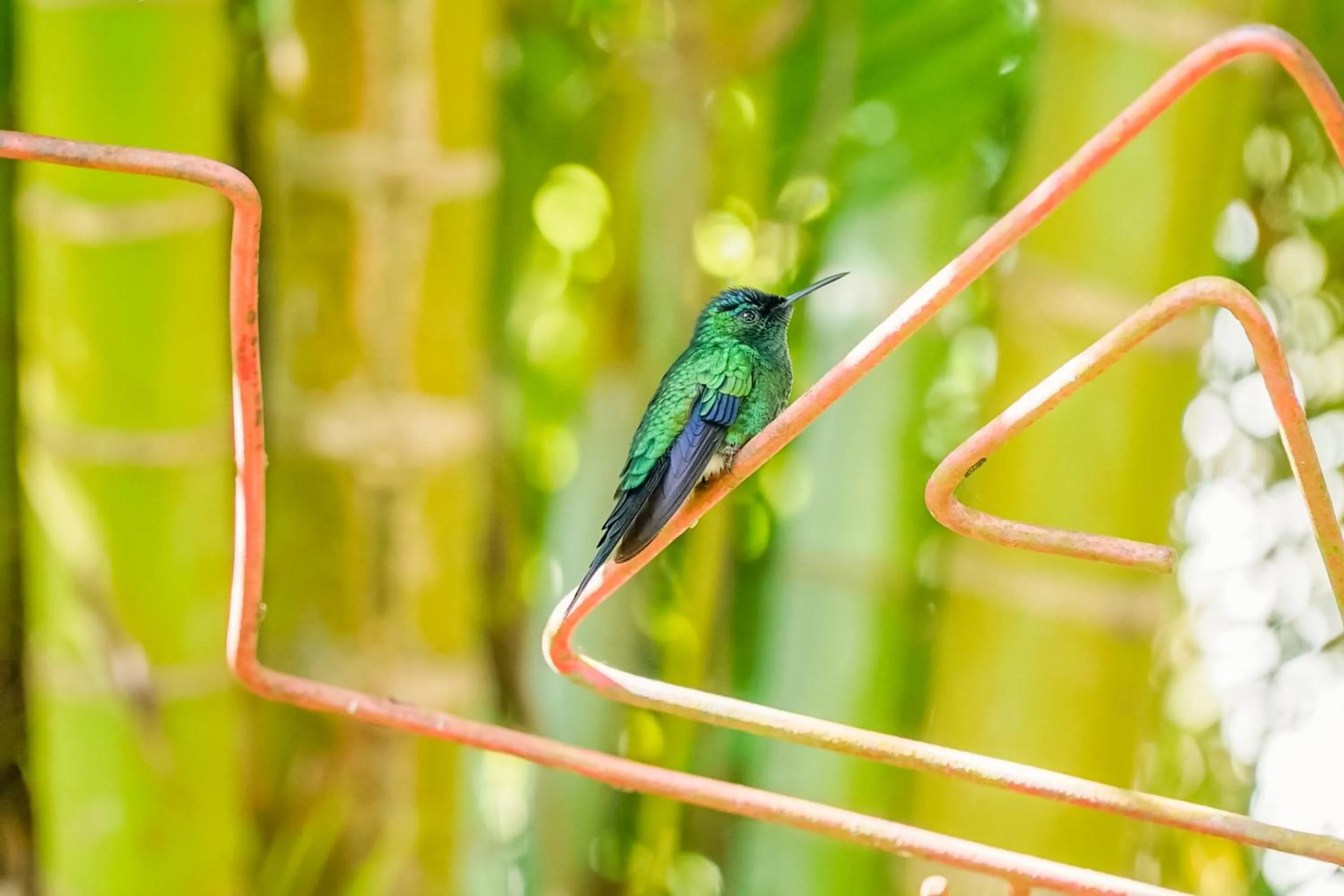 Animals in VELINN Feiticeira Praia Hotel