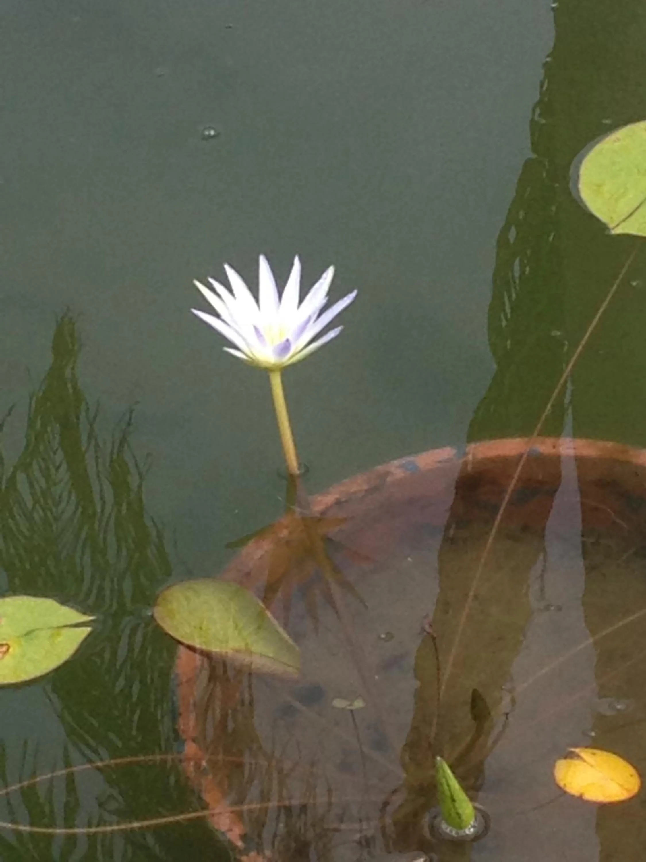 Natural landscape in Casa Grande São Vicente