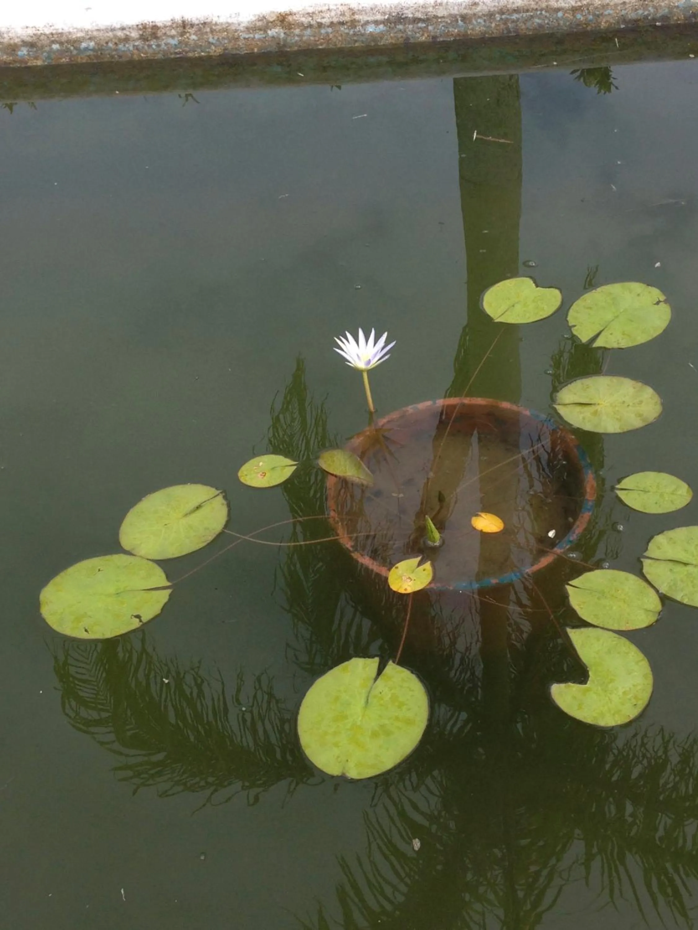 Natural landscape in Casa Grande São Vicente