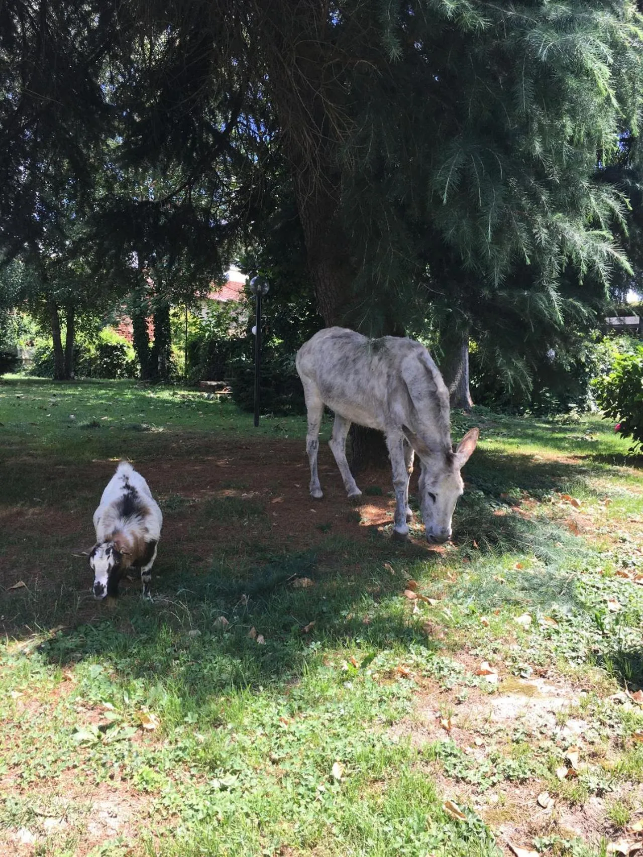 Animals in Il Trattore