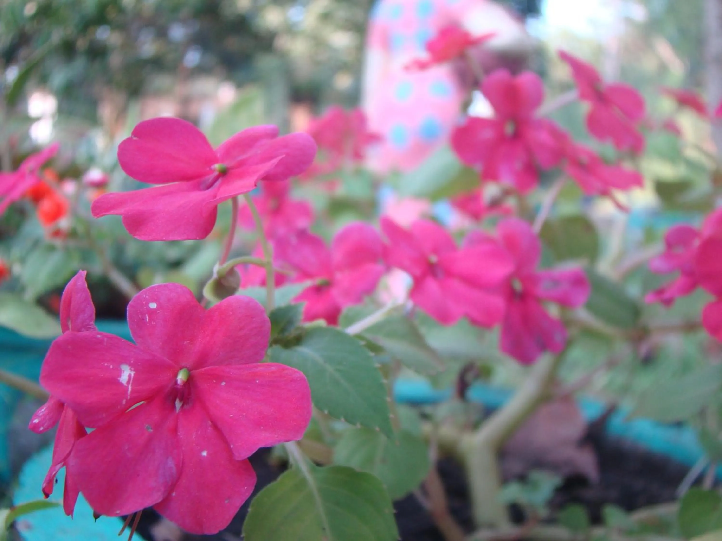 Garden in Rock Lake Home Stay