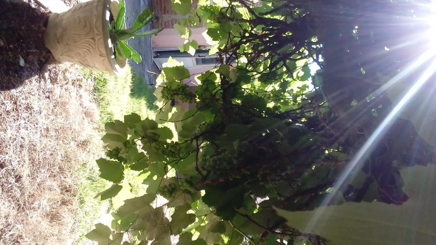 Garden view in Pousada Danza - Centro