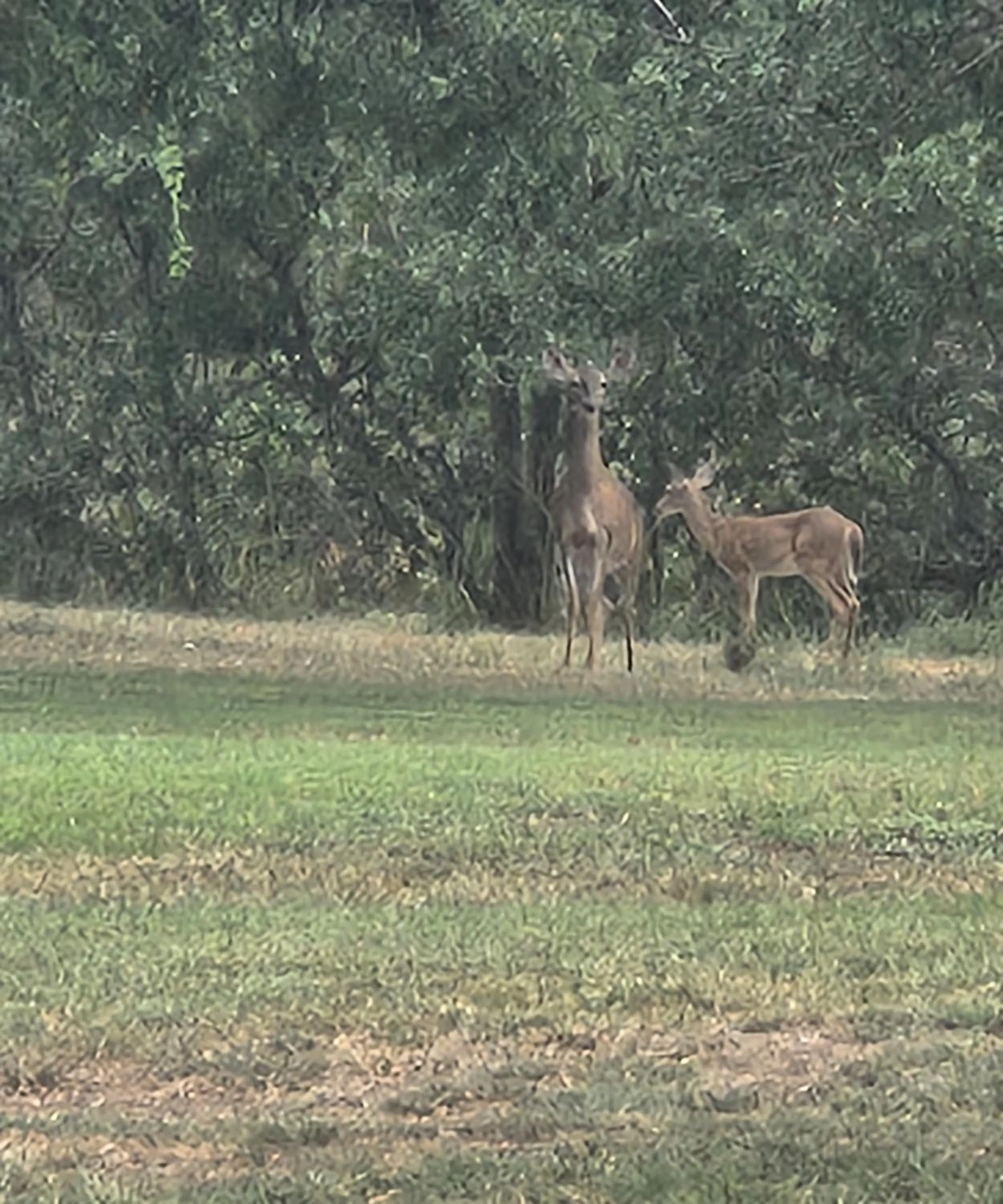 View (from property/room) in Al's Hideaway Cabin and RV Space, LLC