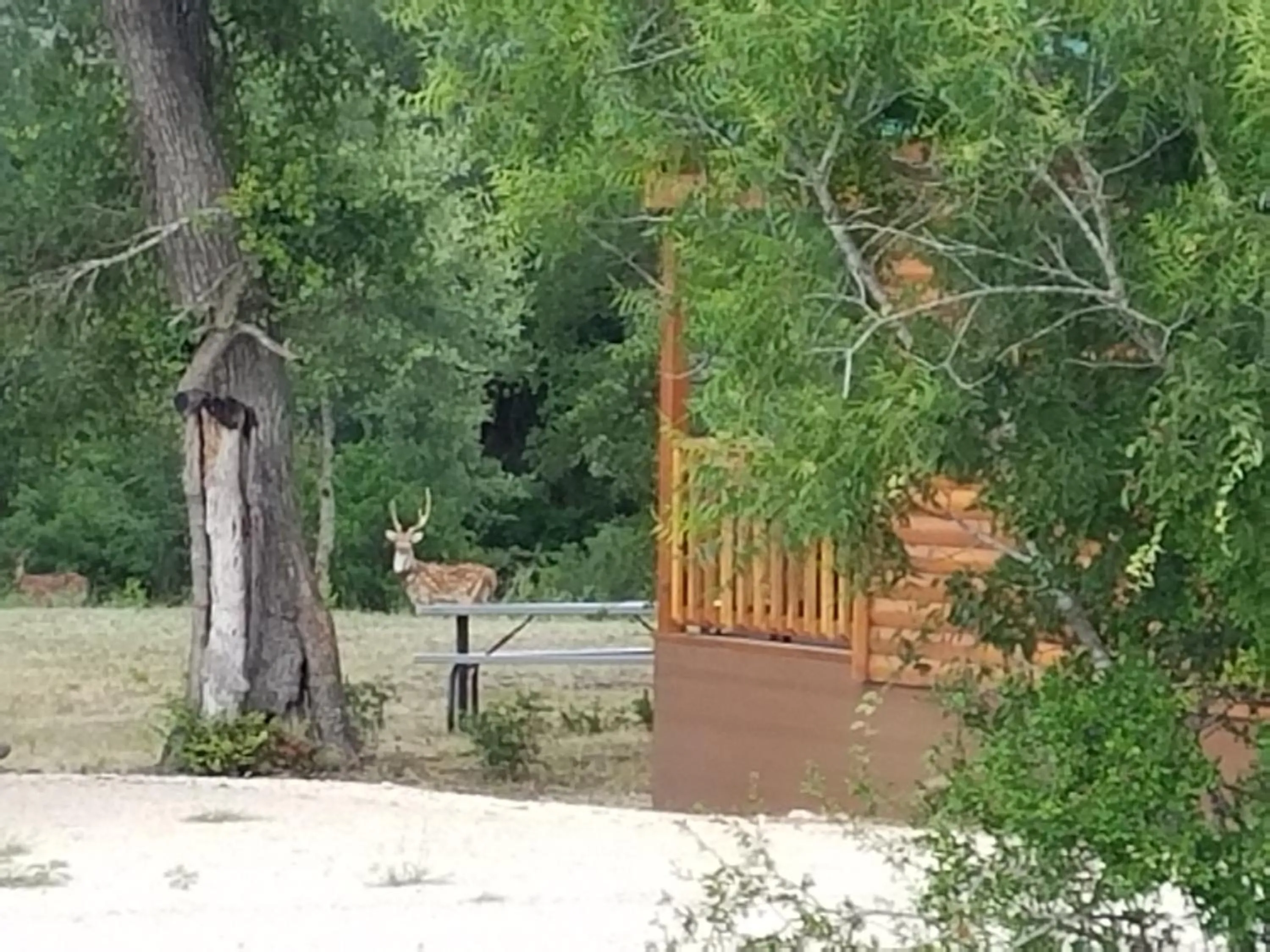 Animals in Al's Hideaway Cabin and RV Space, LLC