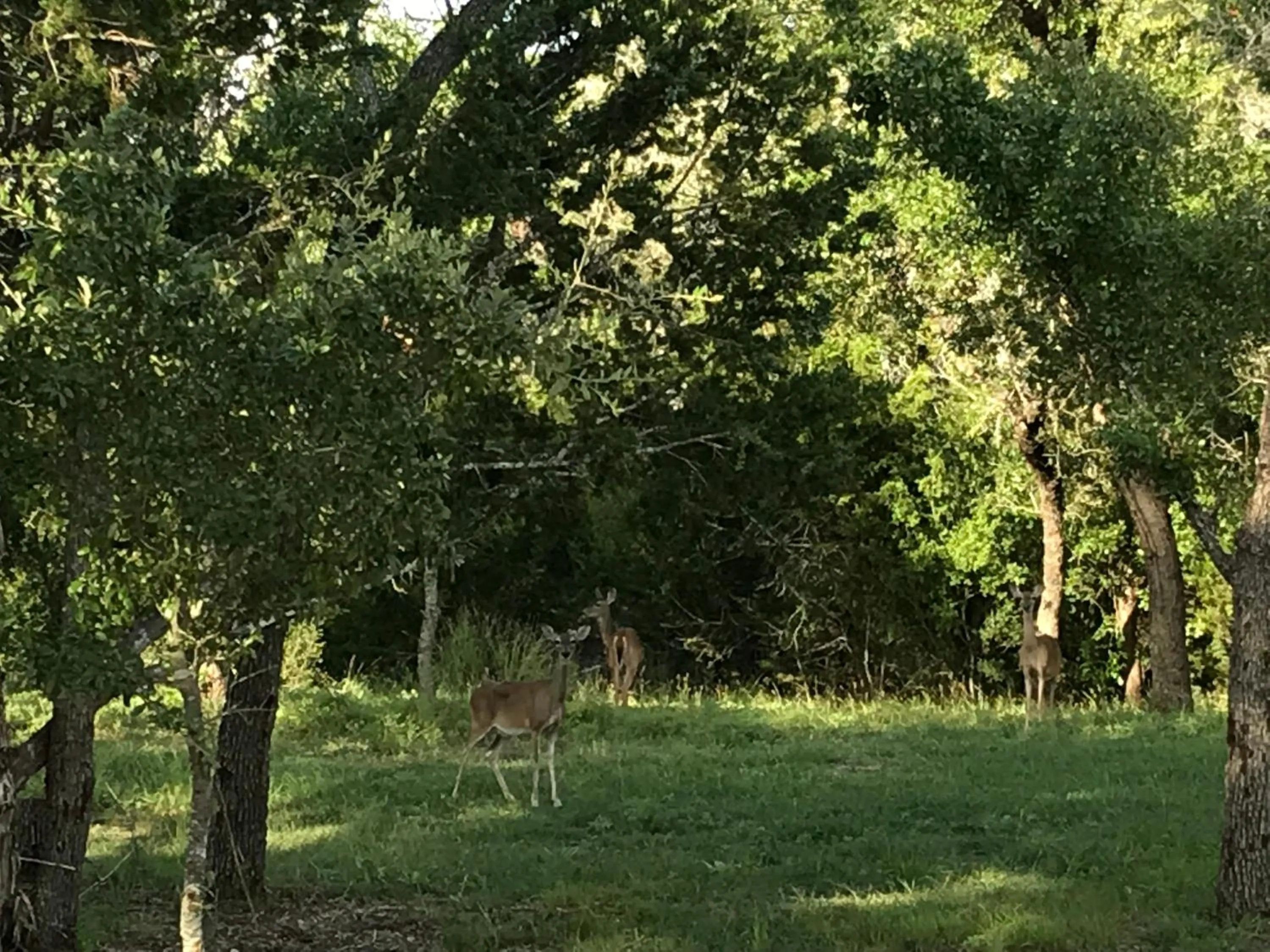 Animals in Al's Hideaway Cabin and RV Space, LLC