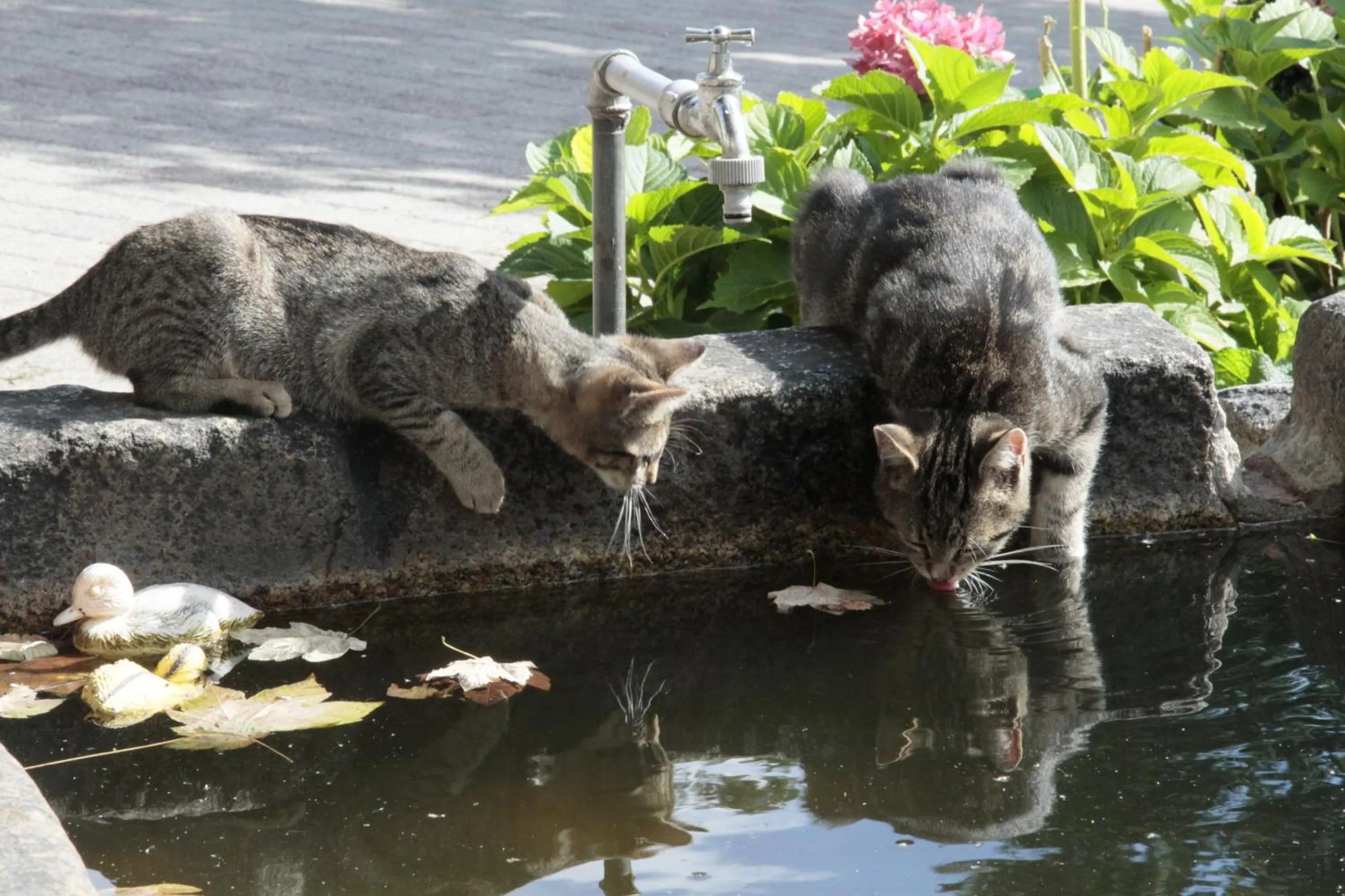 Garden in Landhotel Zur Guten Einkehr