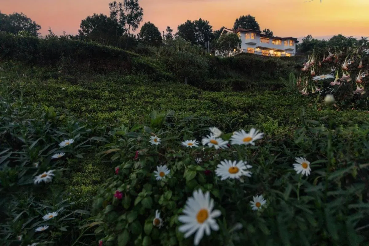 Nilgiri Pipit in Teanest Nightingale by Nature Resorts and Stays