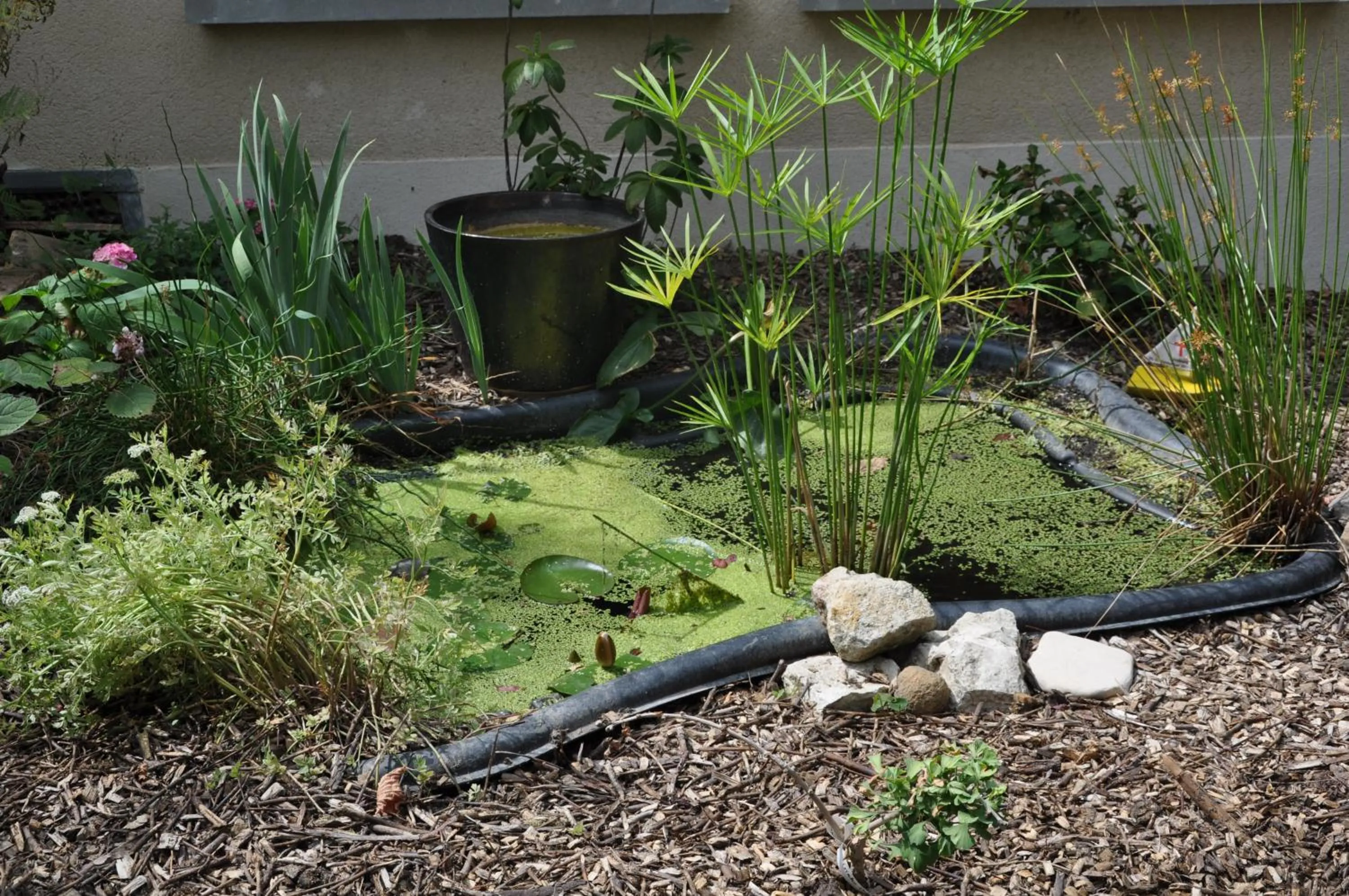Garden in Villa le Cloky