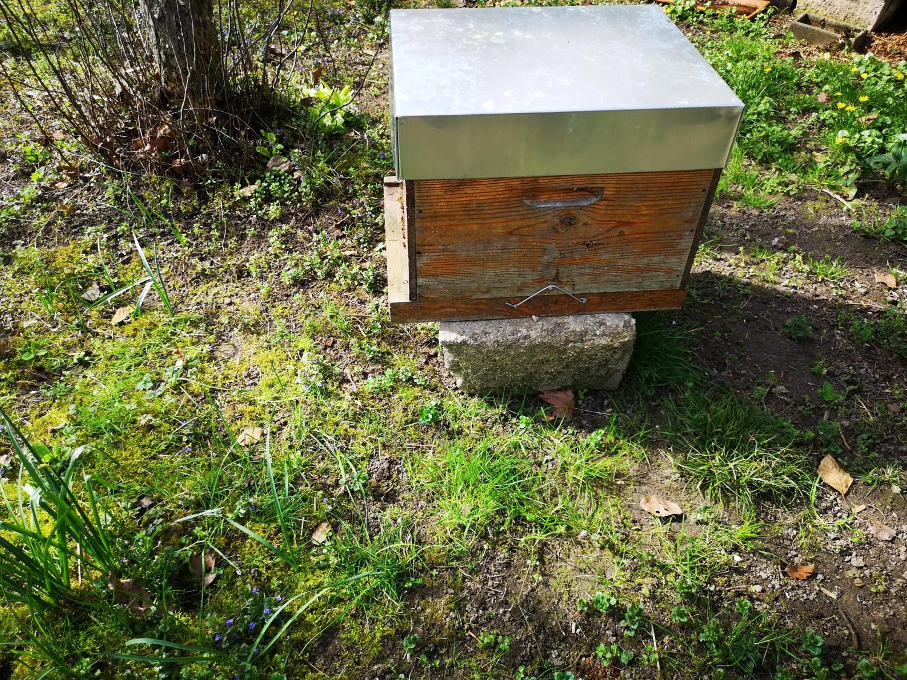 Garden in Villa le Cloky