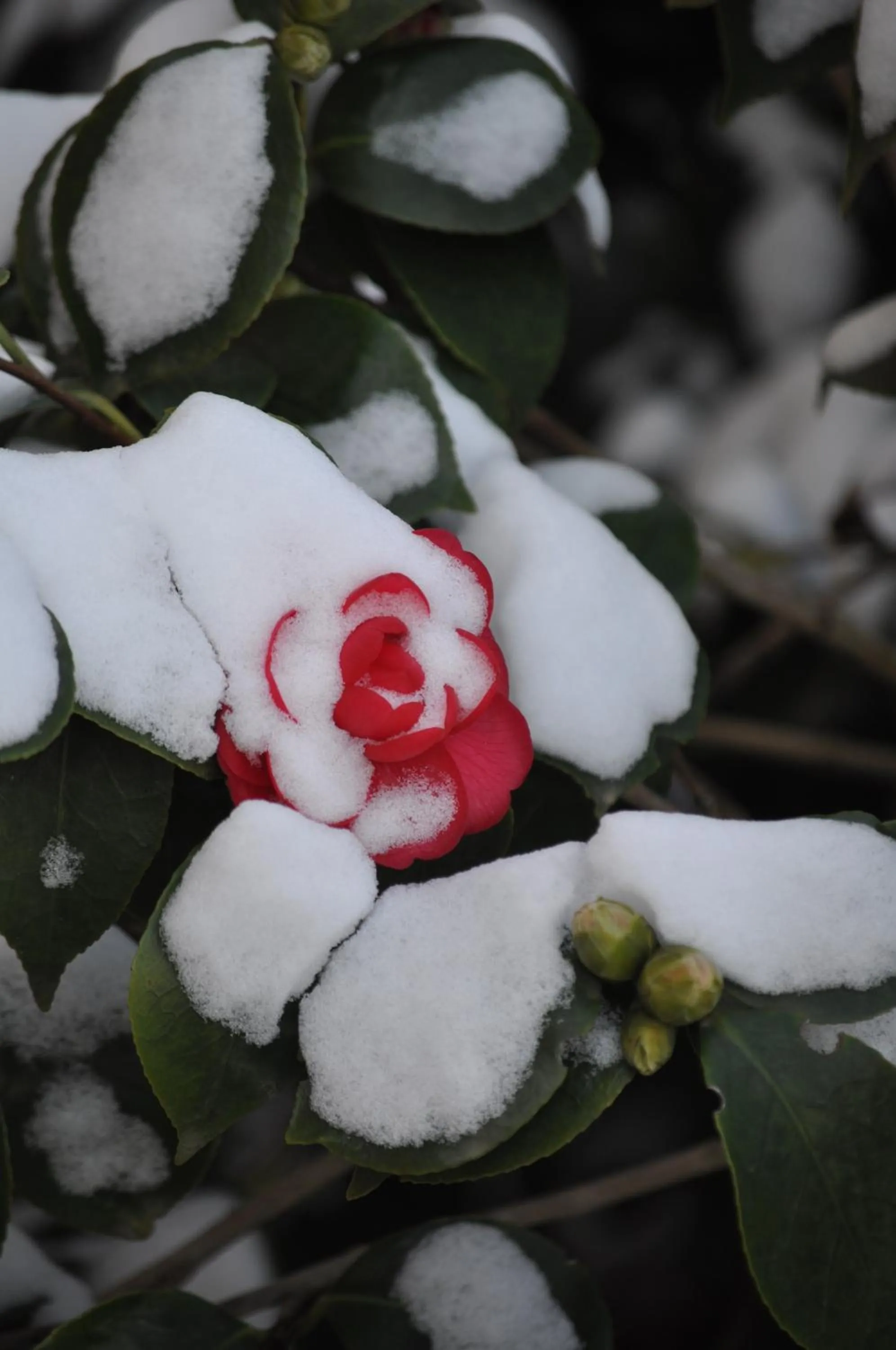 Garden in Villa le Cloky