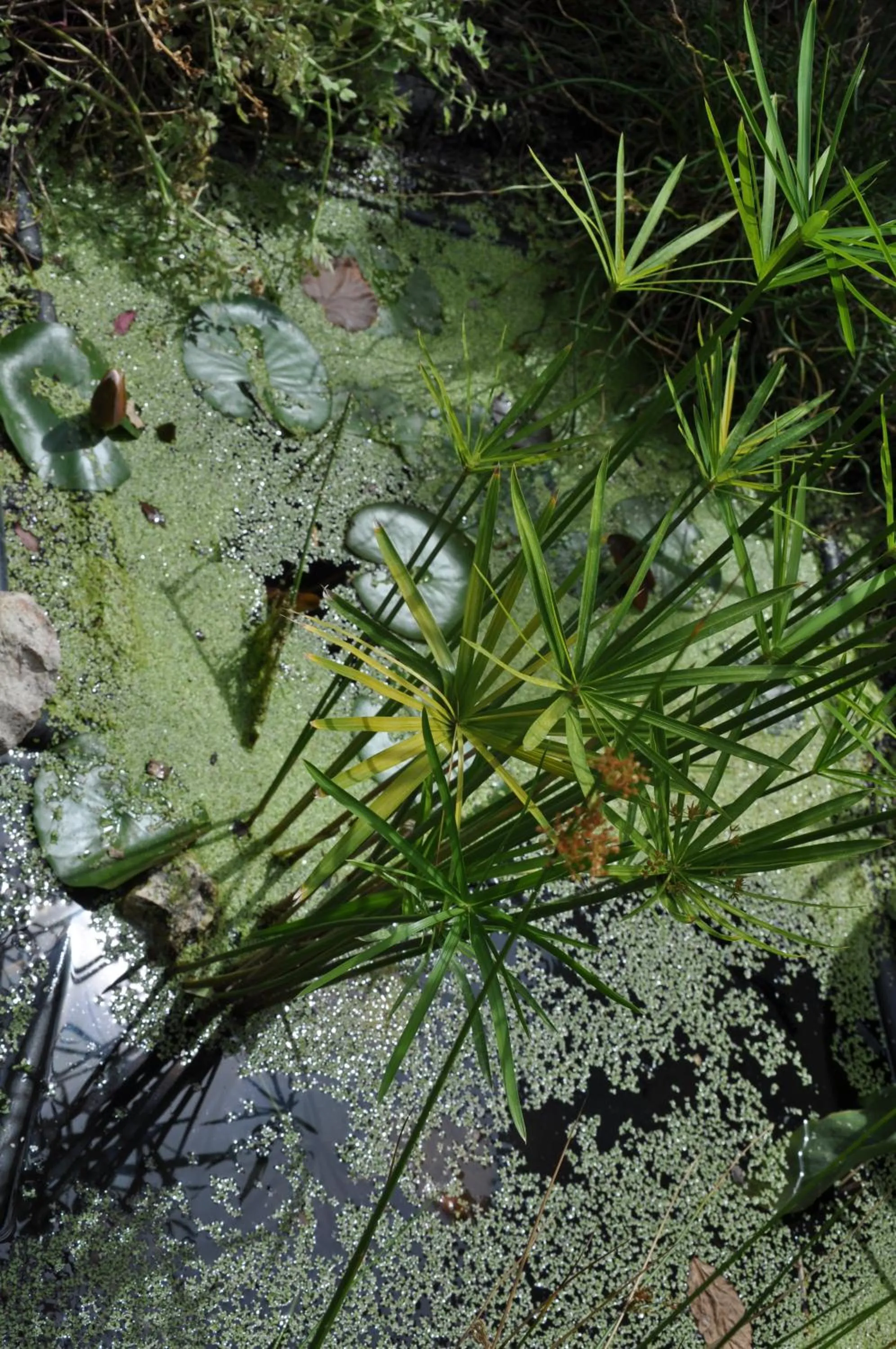Natural landscape in Villa le Cloky