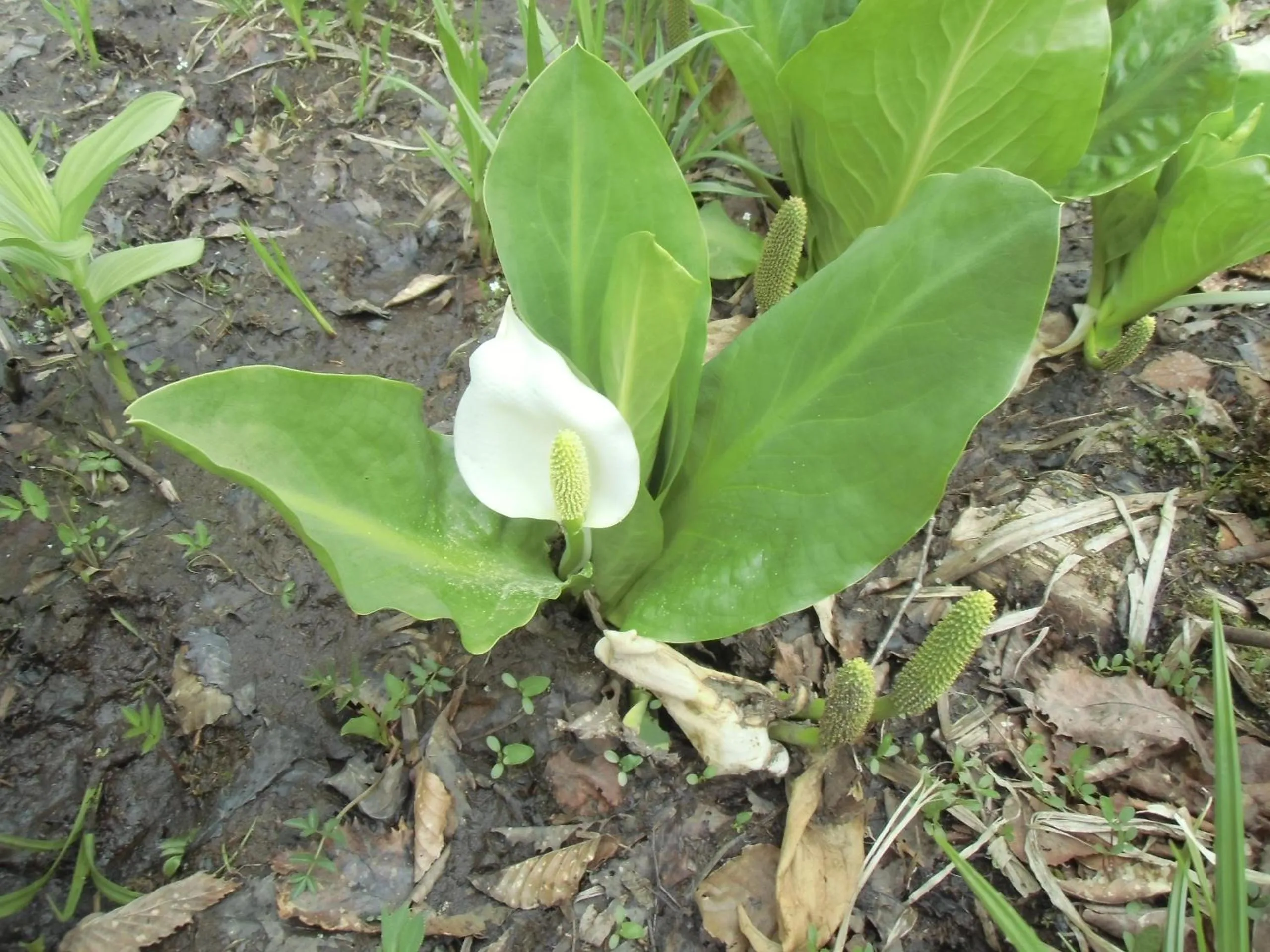 Activities in Pension Rapan