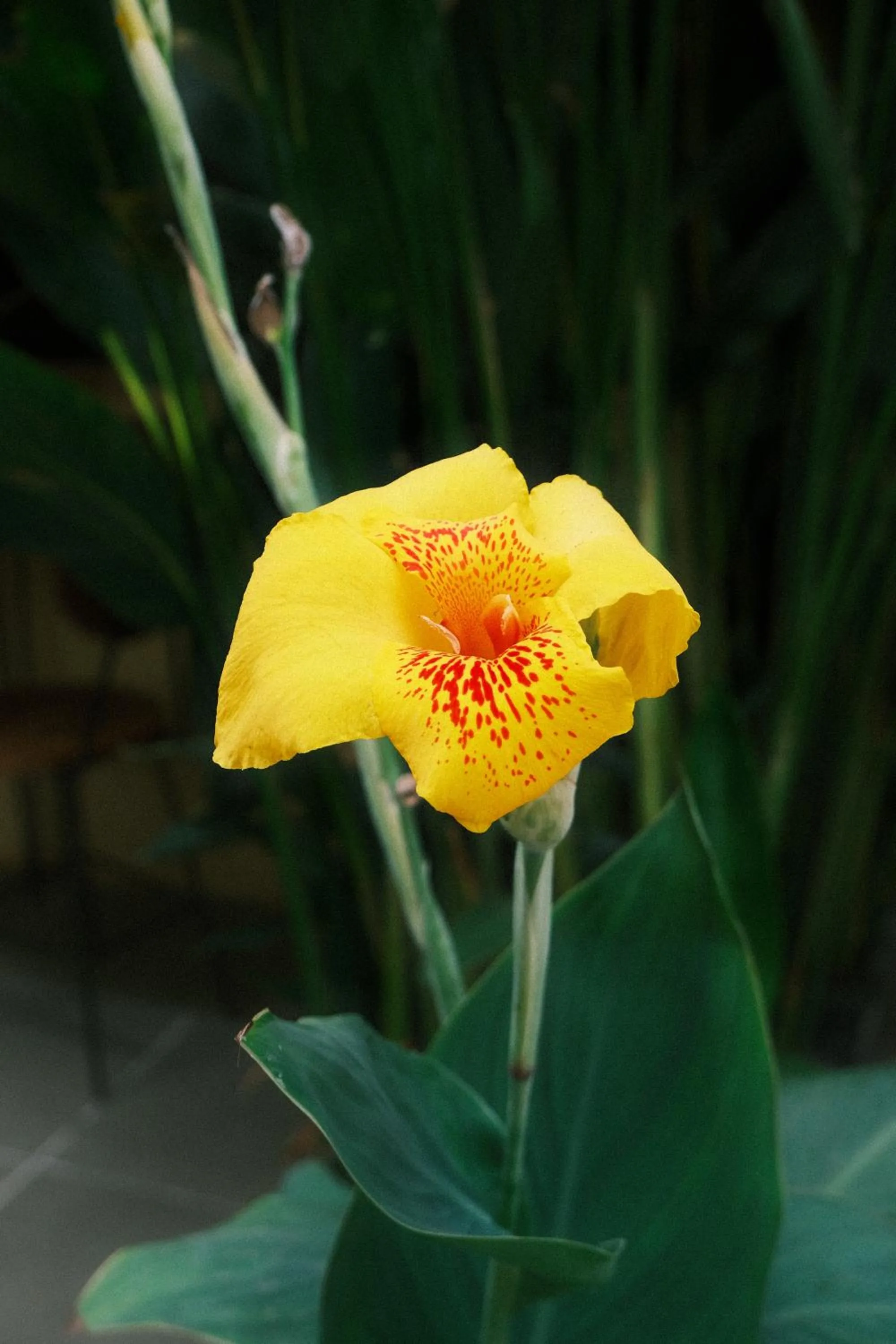 Day in Siem Reap Homesteading