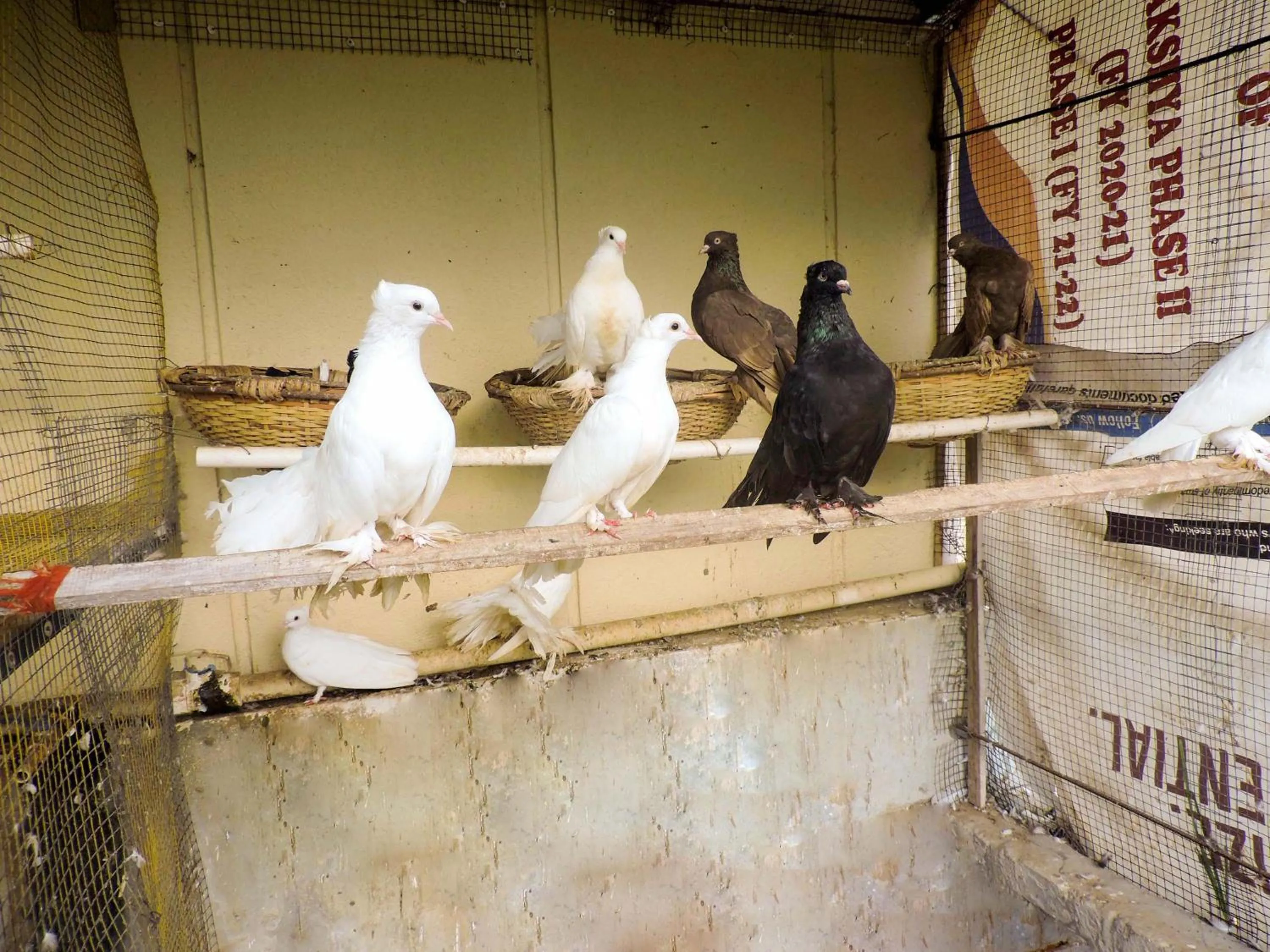 Other in Le Roi Digha