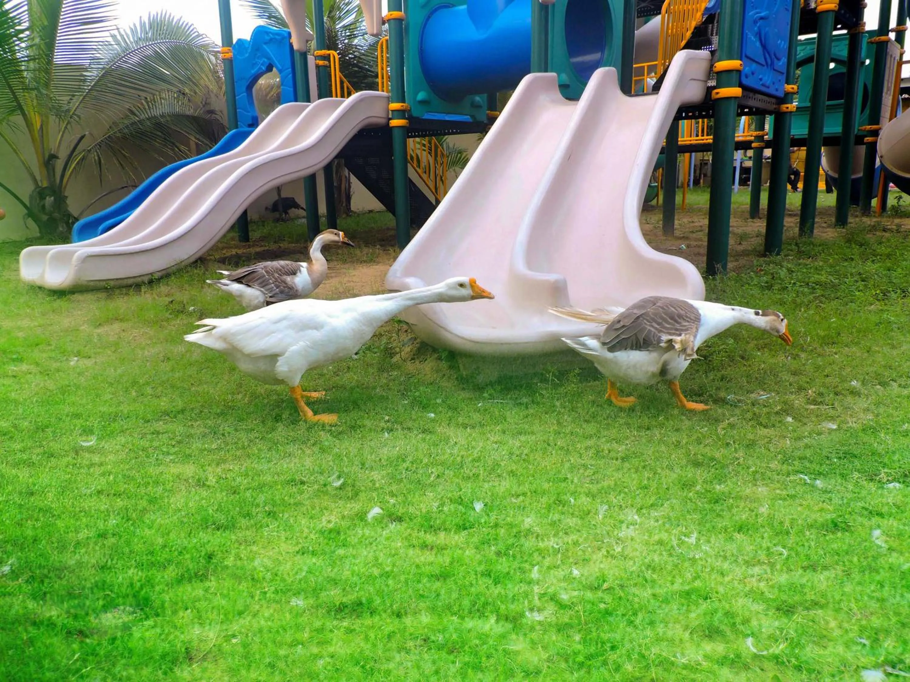 Garden in Le Roi Digha