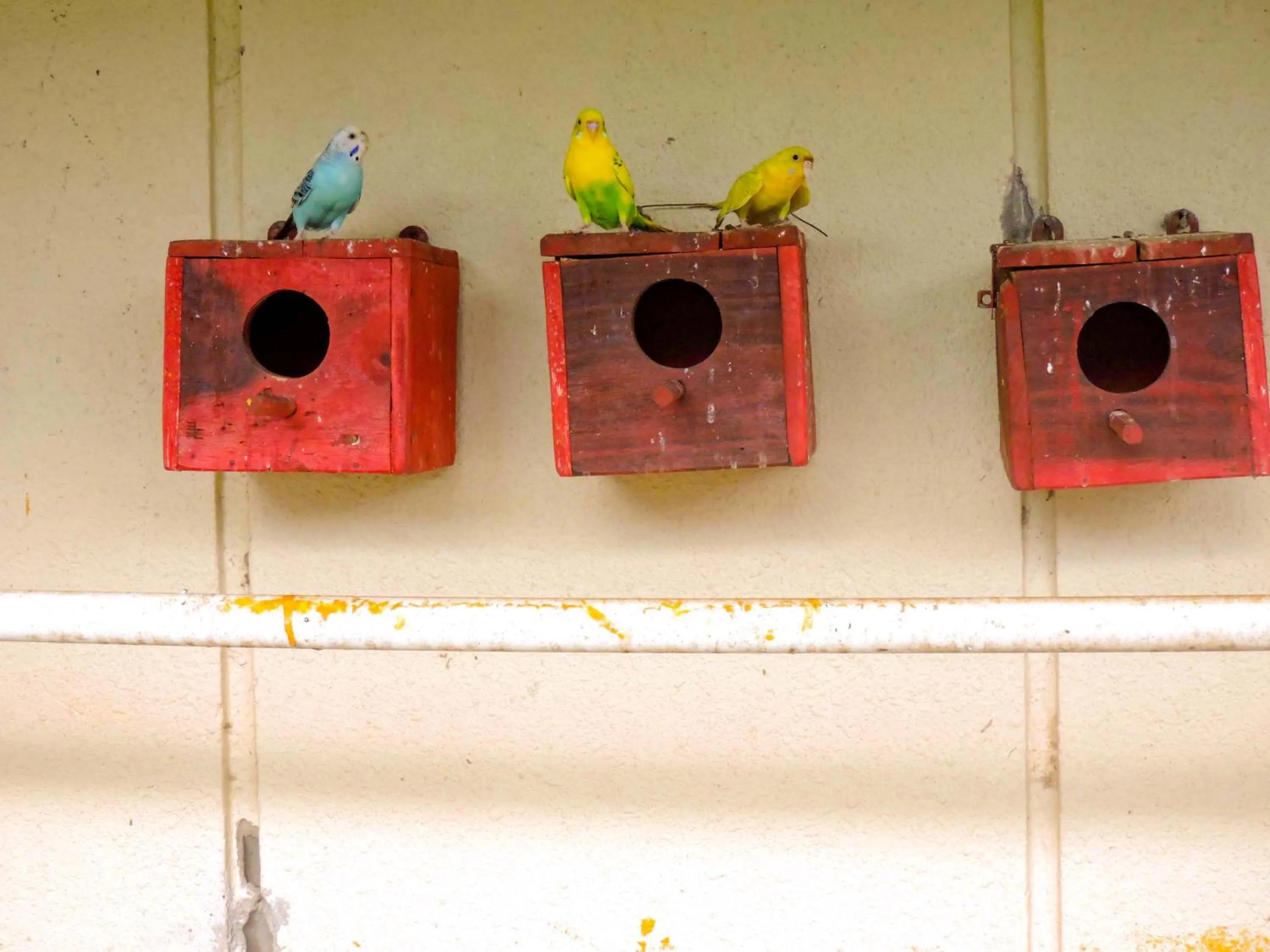 Other in Le Roi Digha