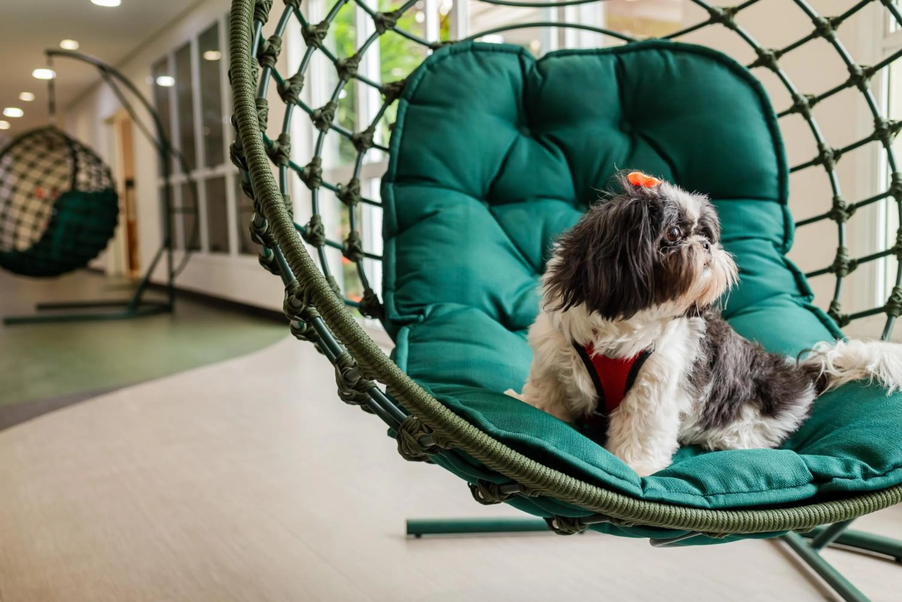 Pets in Ibis Styles Campinas Alphaville