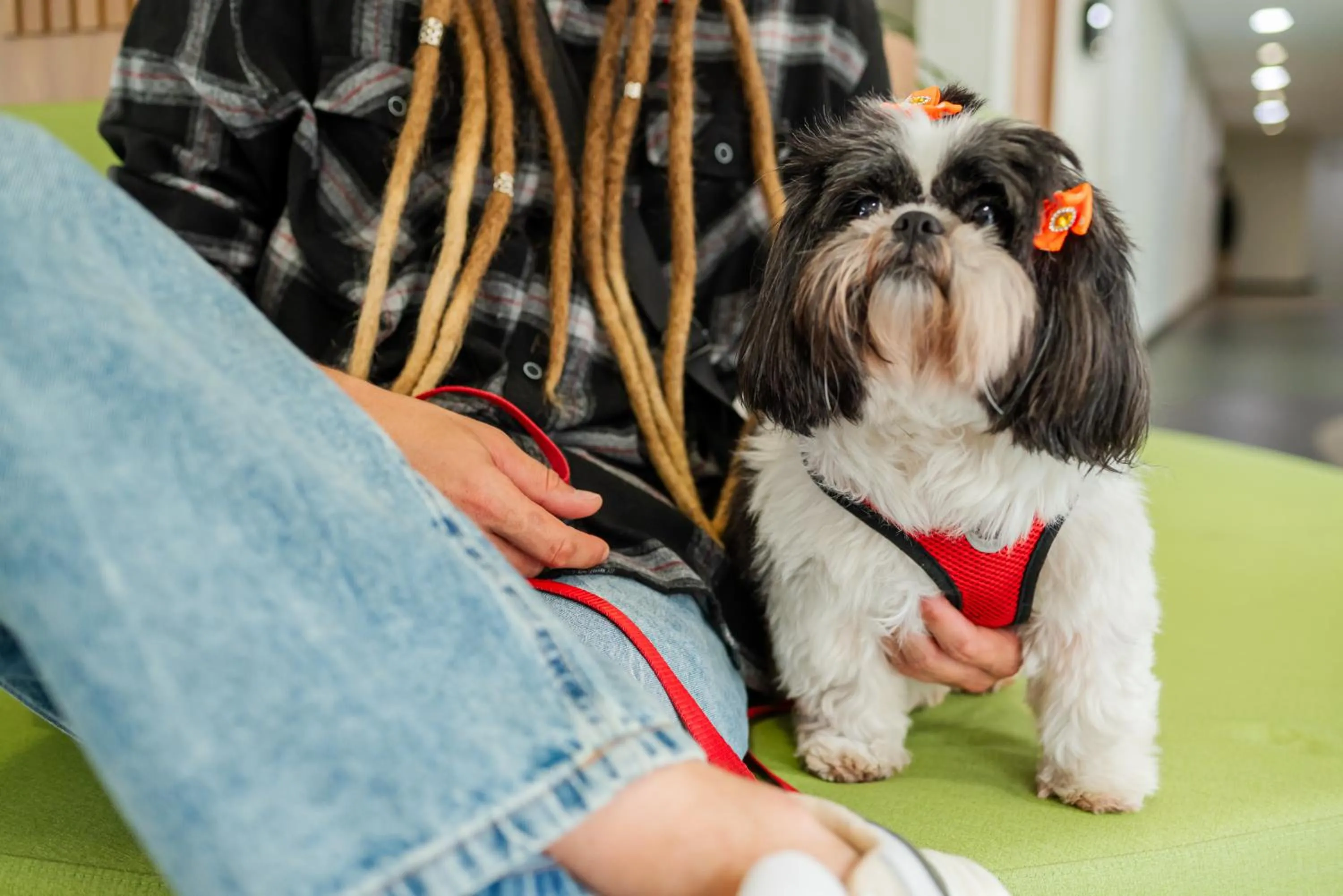 pet friendly in Ibis Styles Campinas Alphaville