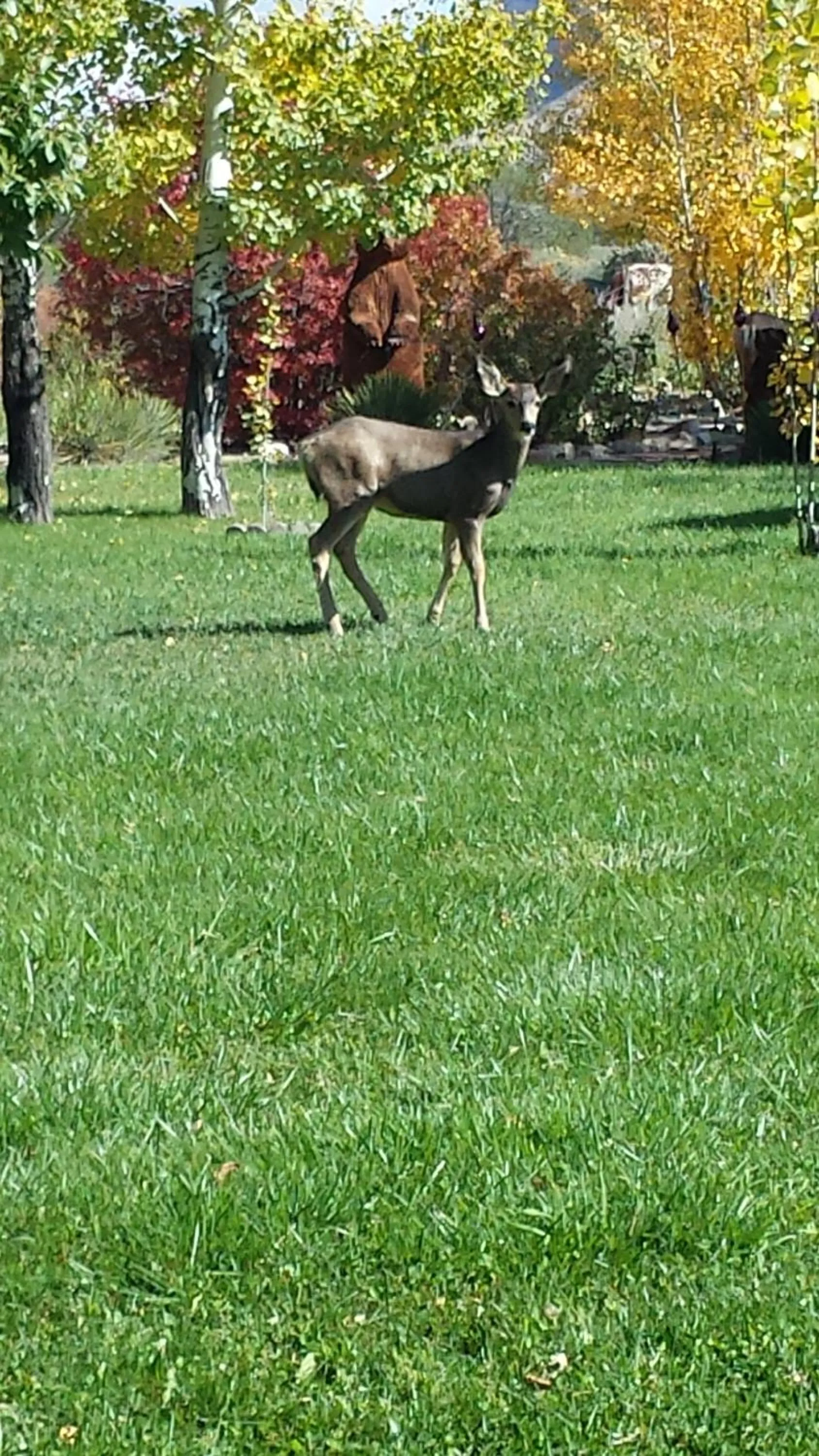 Animals in Grizzly Roadhouse Bed and Breakfast