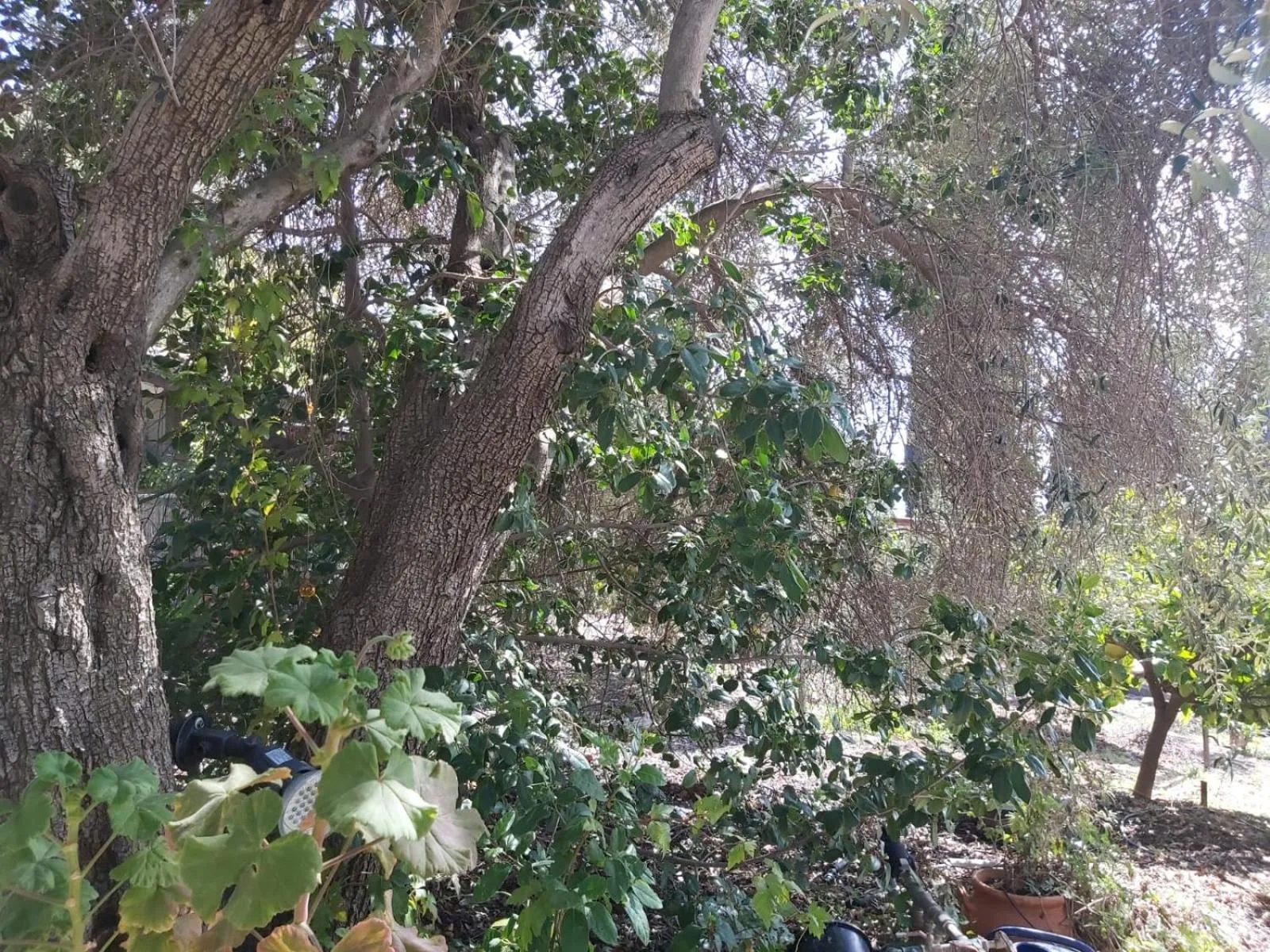 Garden in Eretz Hagalil - Land of Galilee