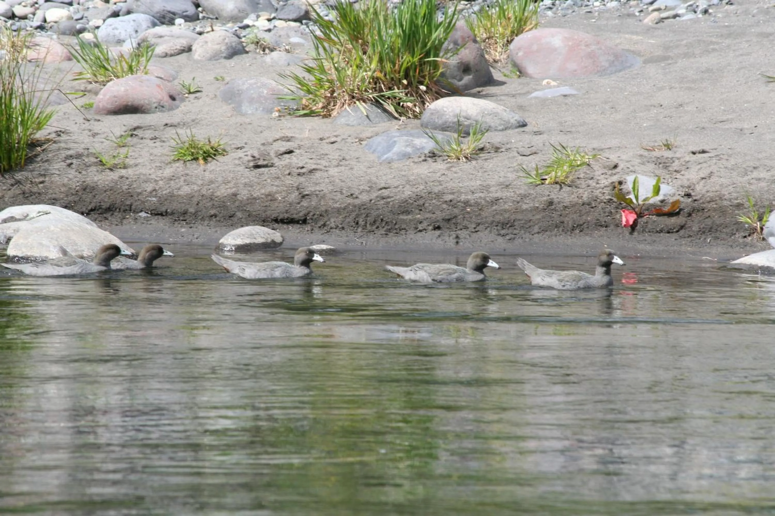 Area and facilities in Judges Pool Motel Turangi