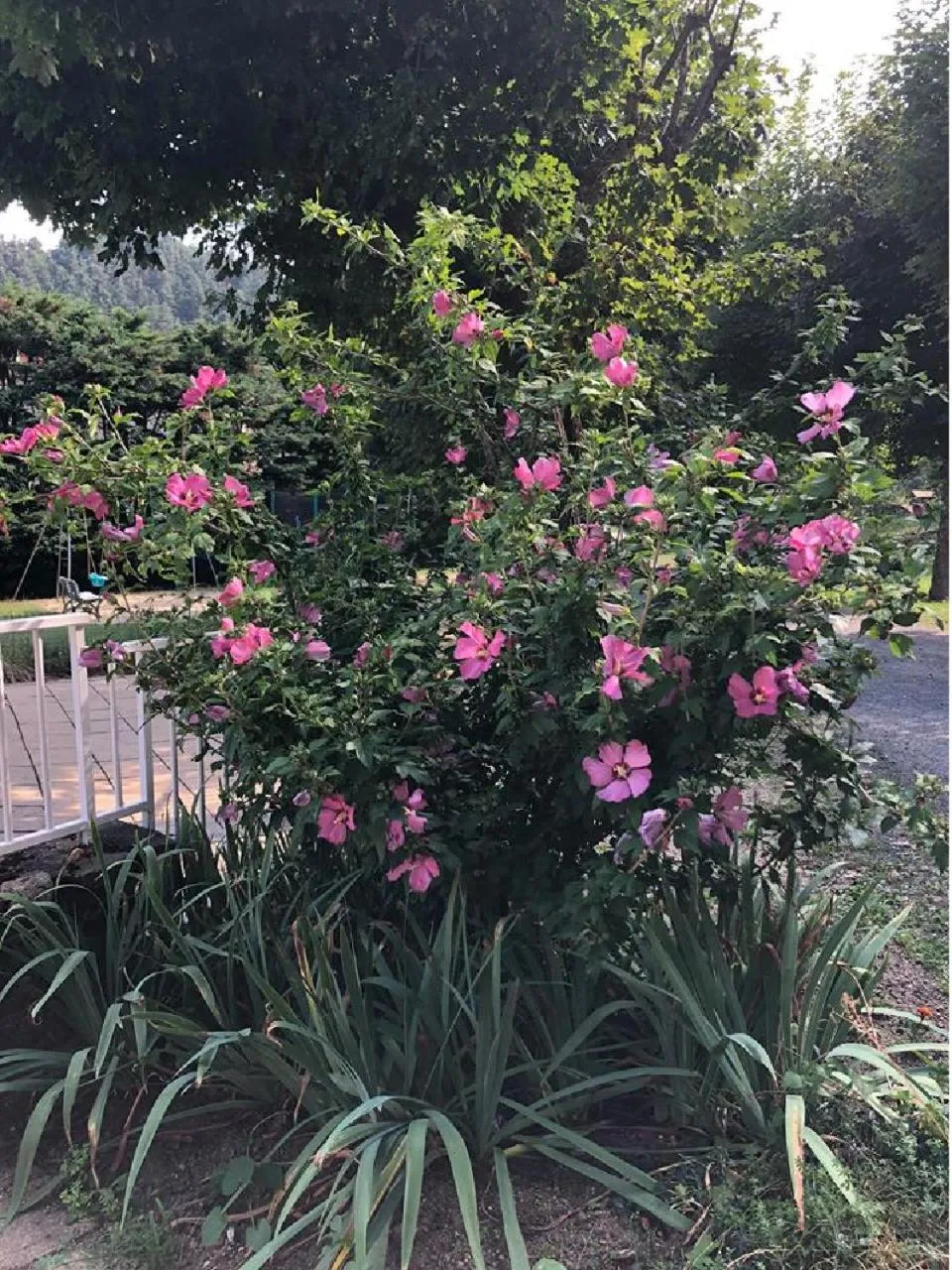 Garden in ADONIS CHAMBRES D'HOTES