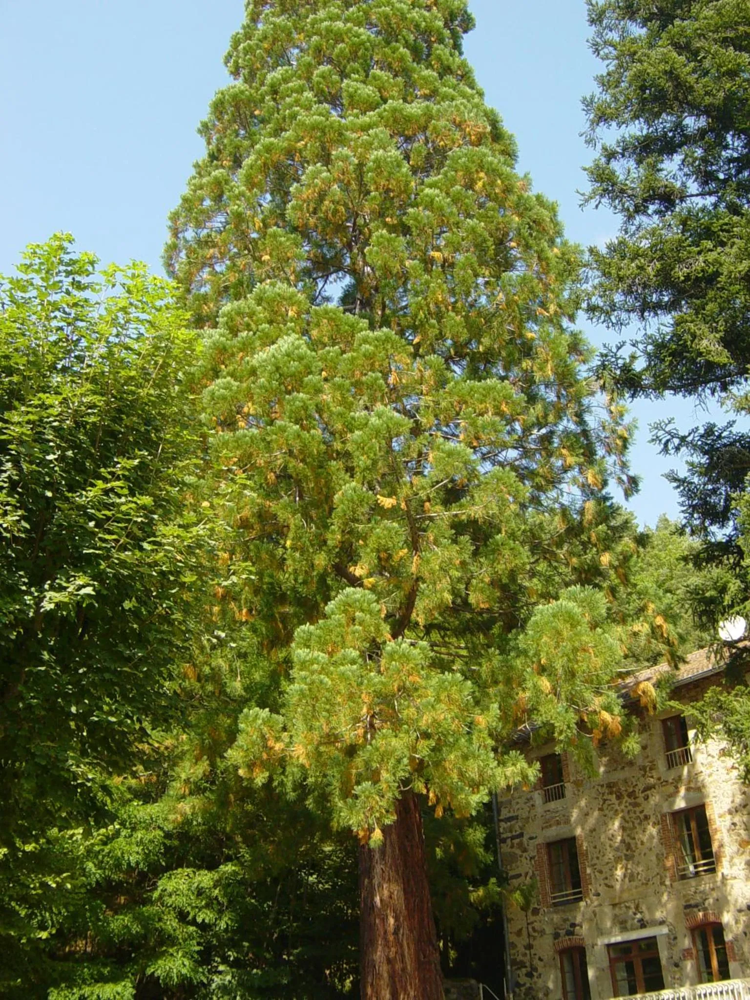 Garden view in ADONIS CHAMBRES D'HOTES