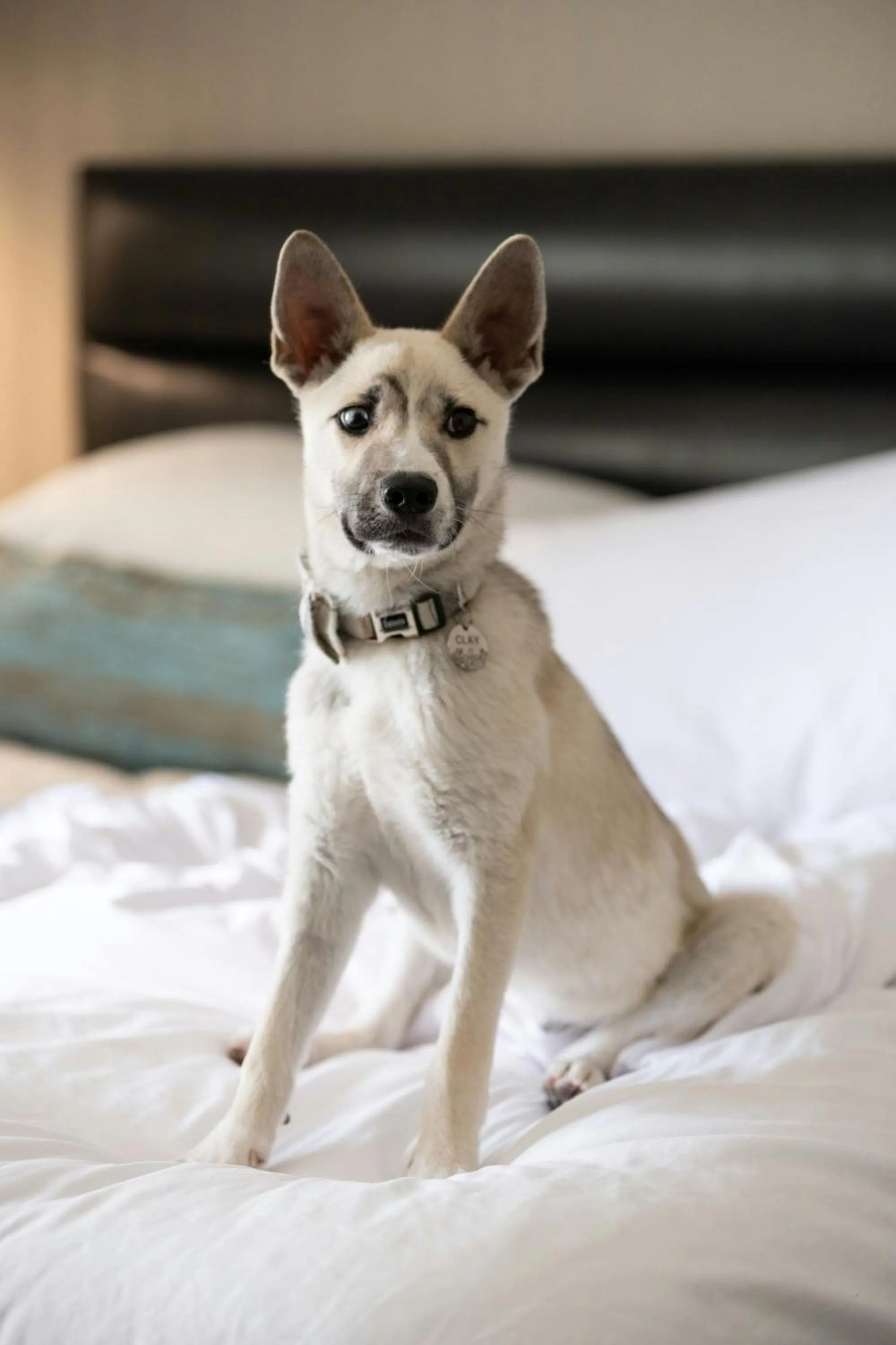 Photo of the whole room in HOTEL PASEO, Autograph Collection