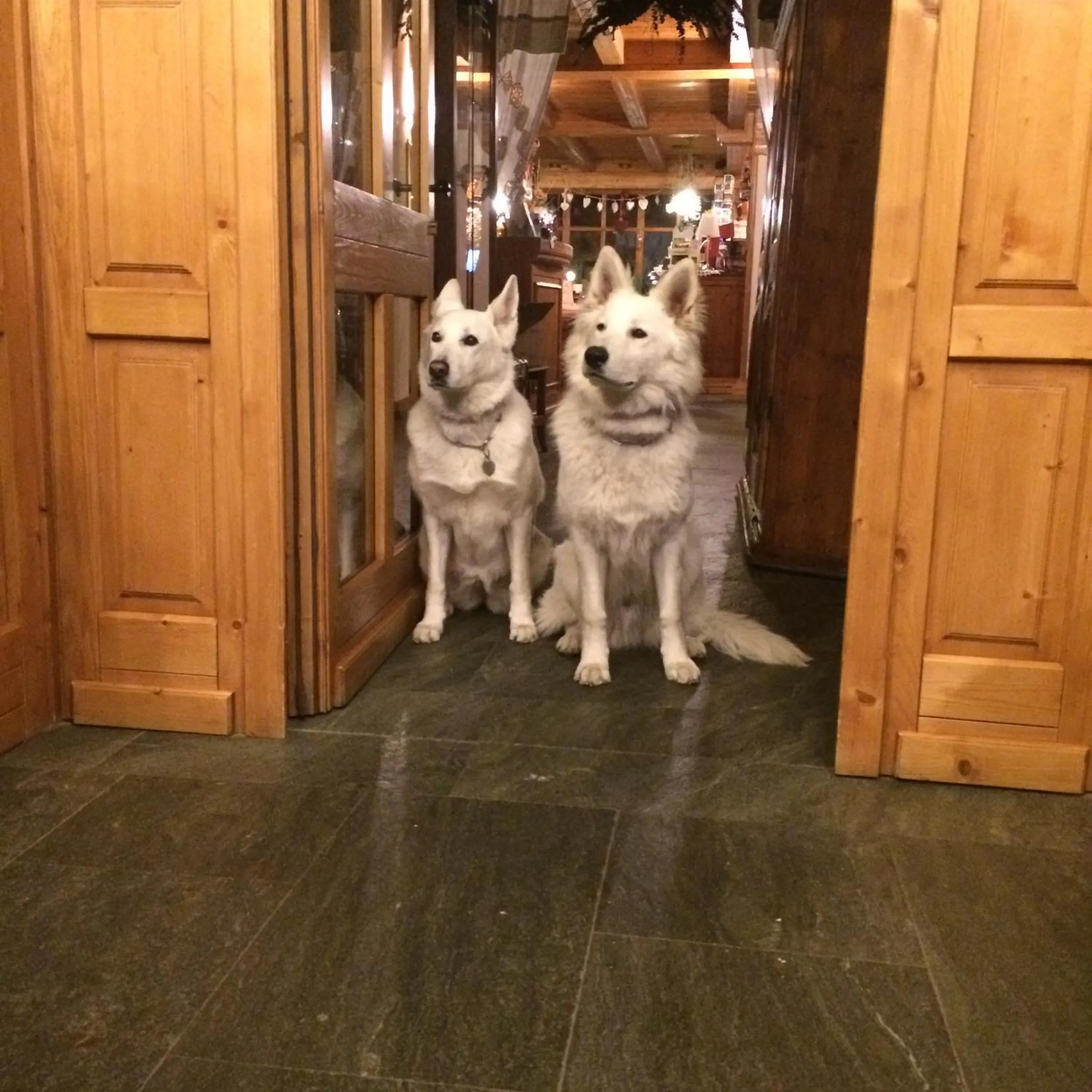 Pets in Hotel Lyshaus