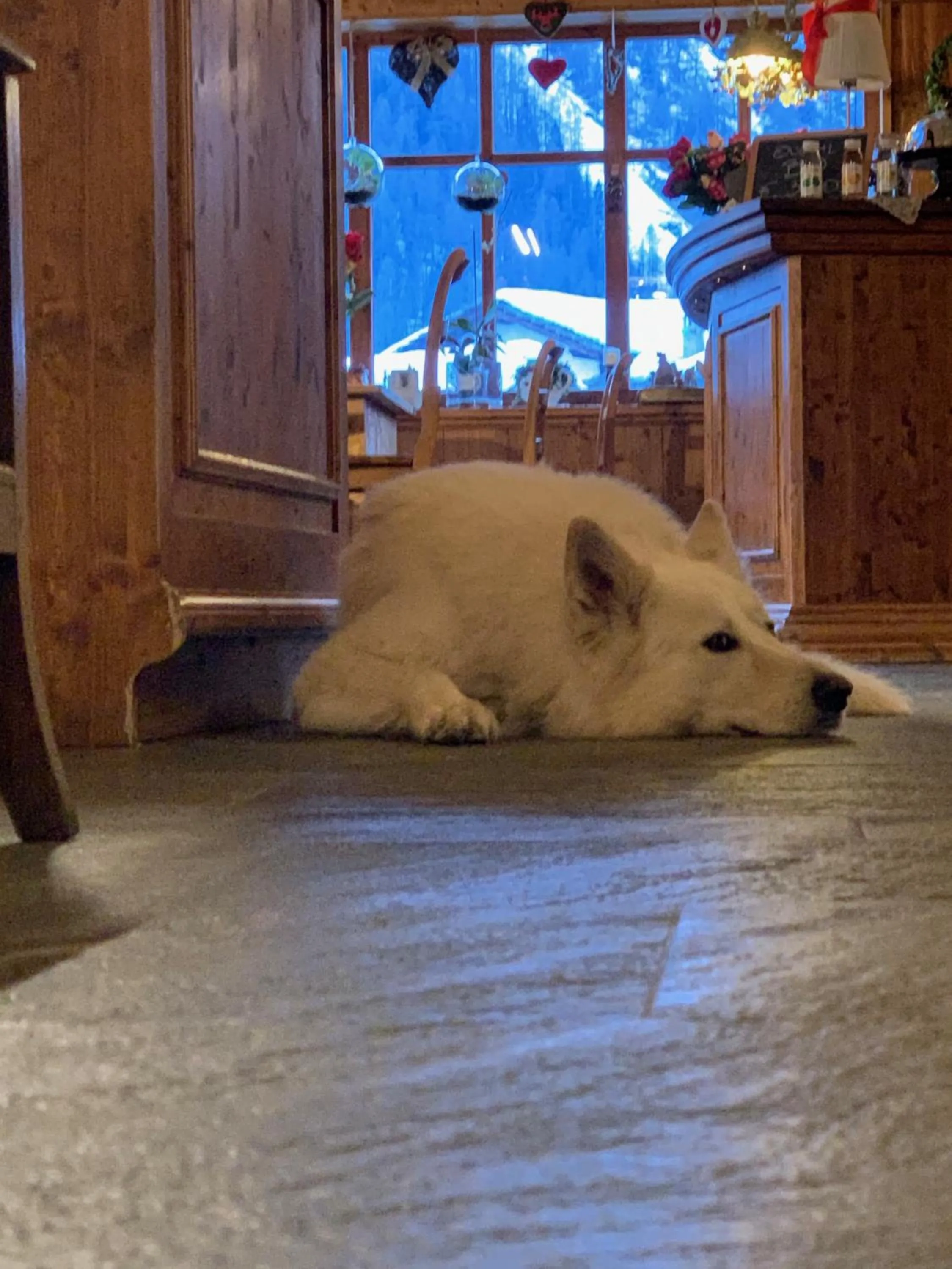 Pets in Hotel Lyshaus