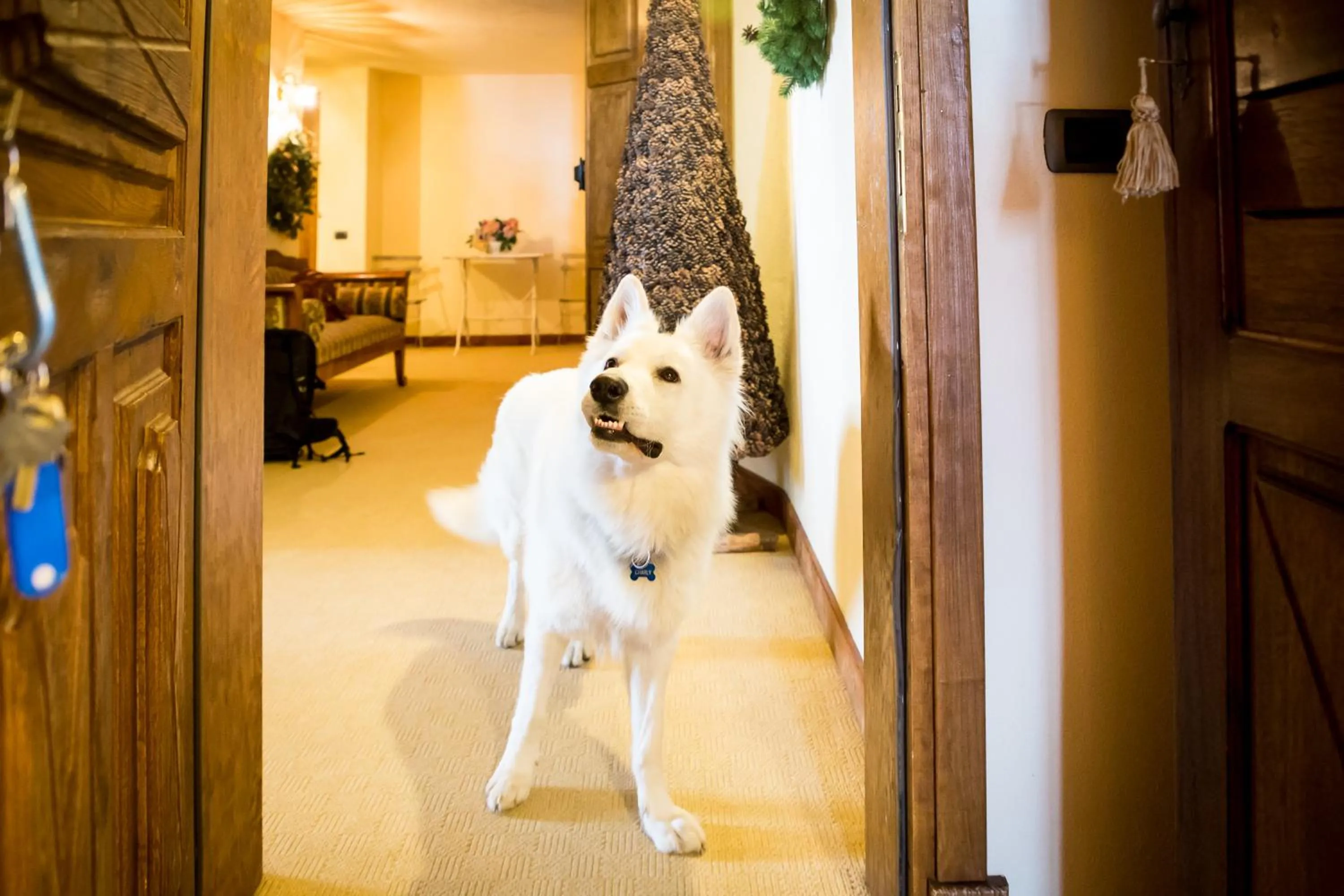 Pets in Hotel Lyshaus