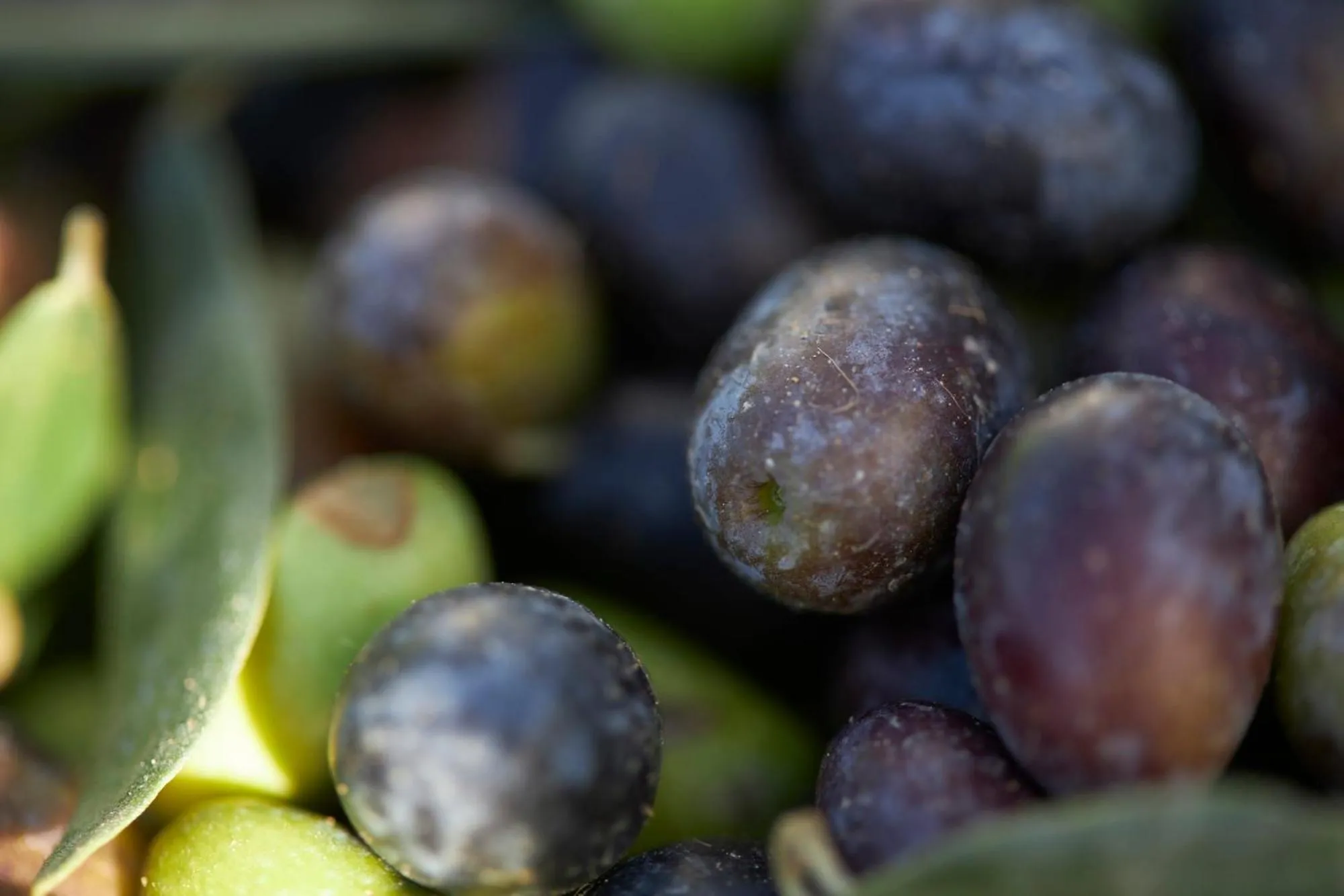 Tenuta San Vito In Fior Di Selva