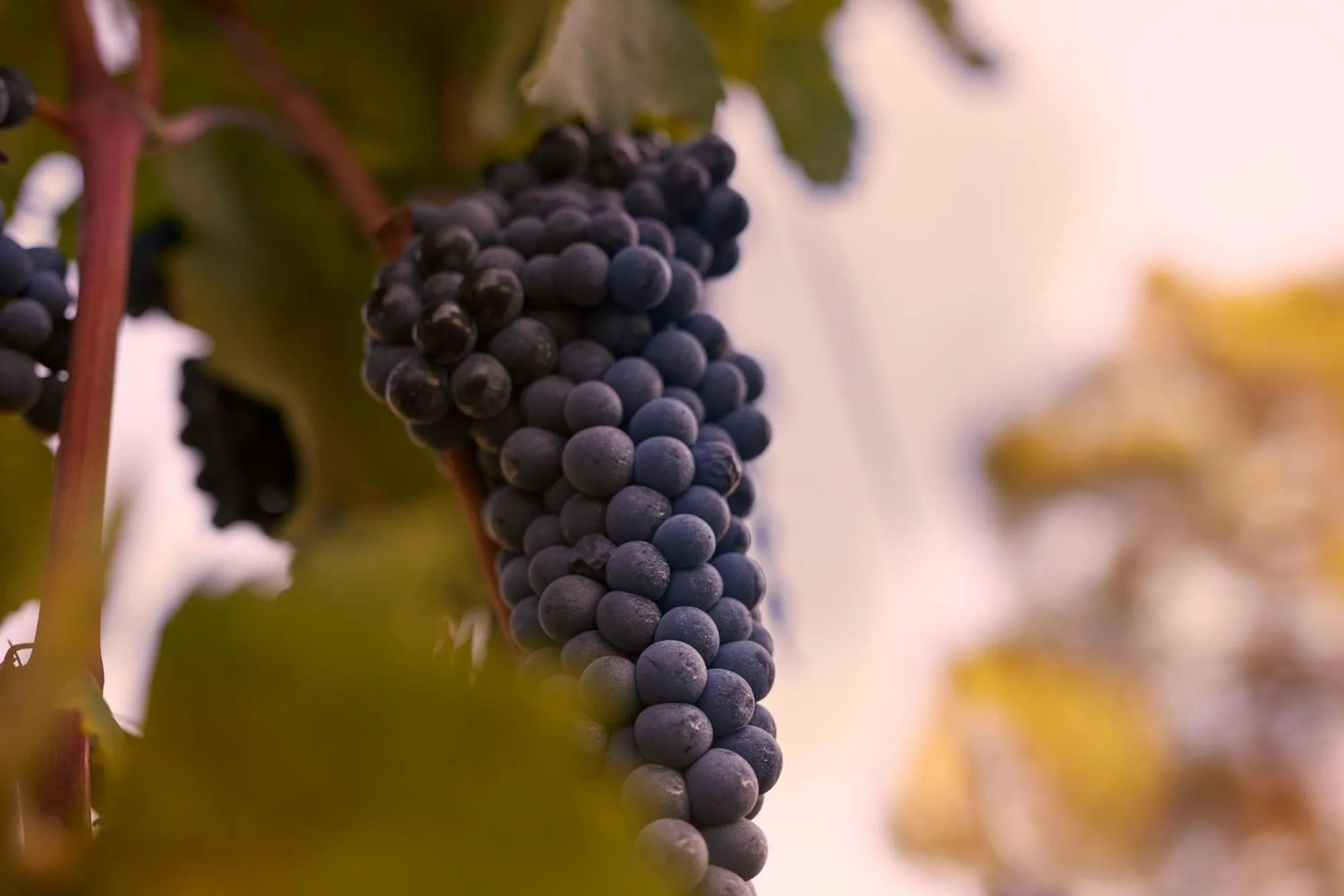 Tenuta San Vito In Fior Di Selva